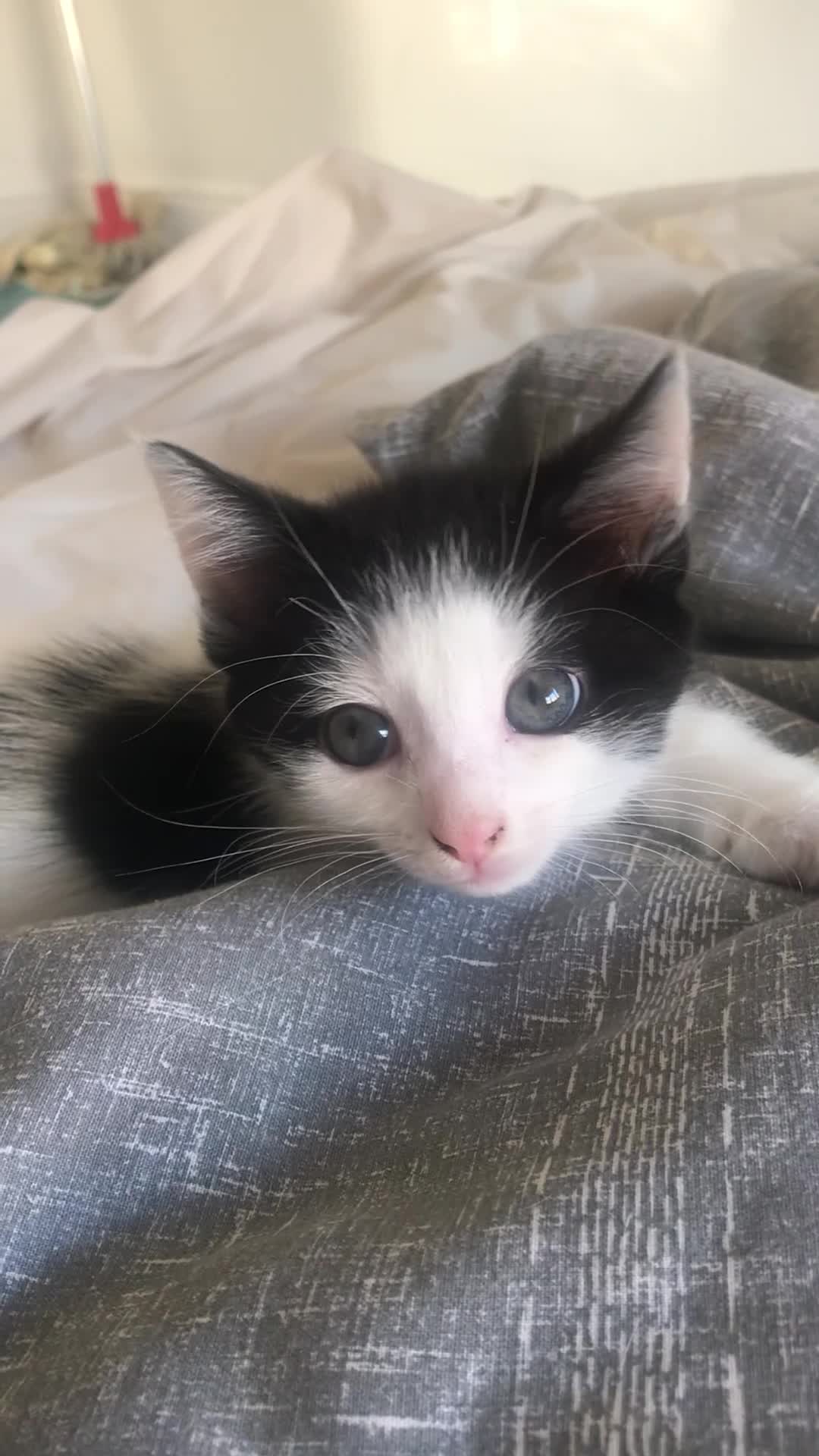 Mixed Breed cats for sale: Super Fluffy Ragdoll x Kittens!! £100-£180 - Video 1