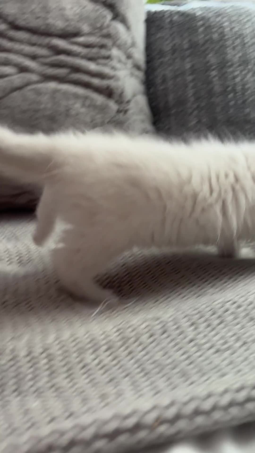 Ragdoll cats for sale: Stunning Ragdoll kittens available  - Video 3