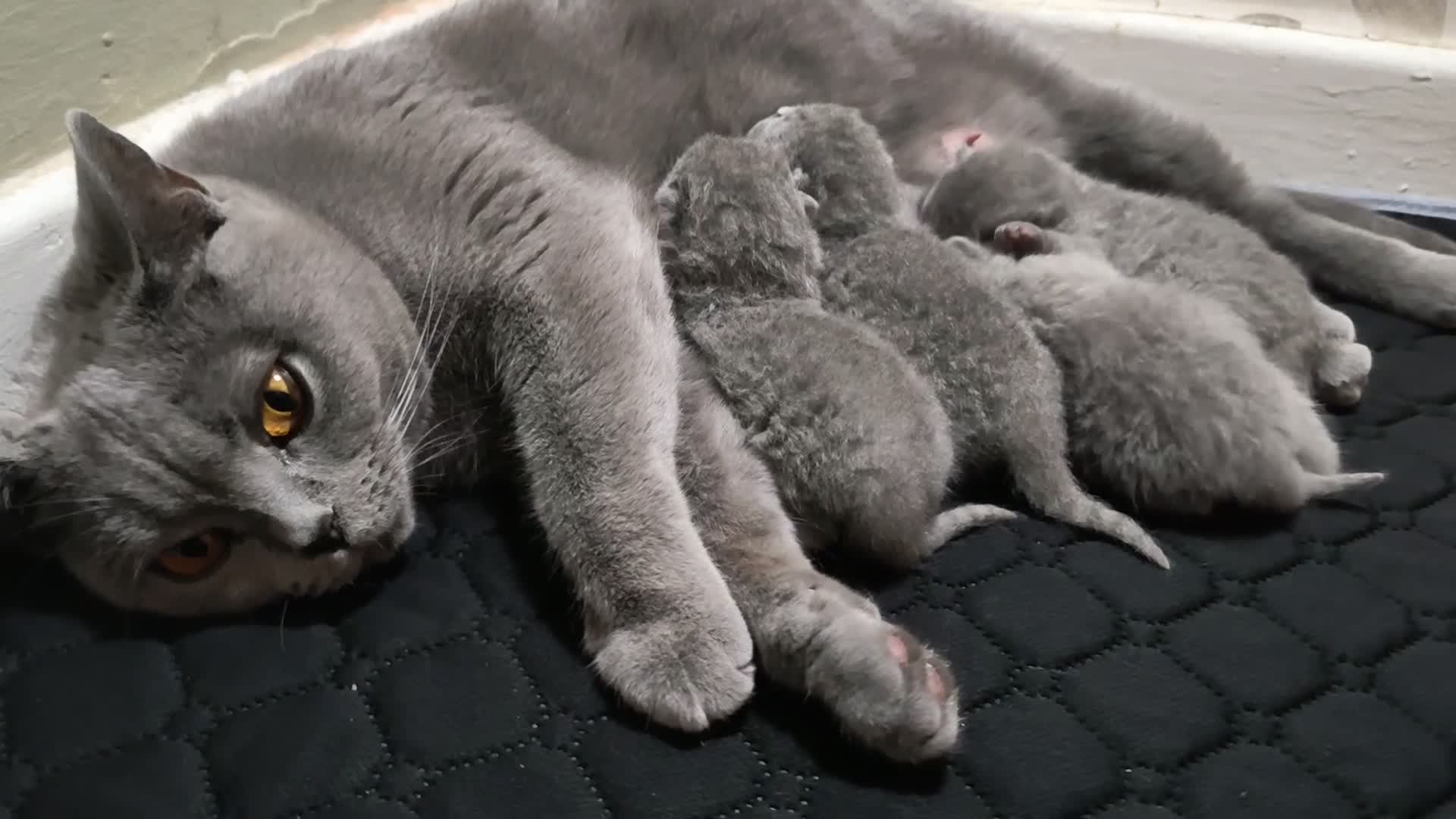 British Shorthair cats for sale: Gorgeous Chunky British Shorthair Kittens. - Video 4