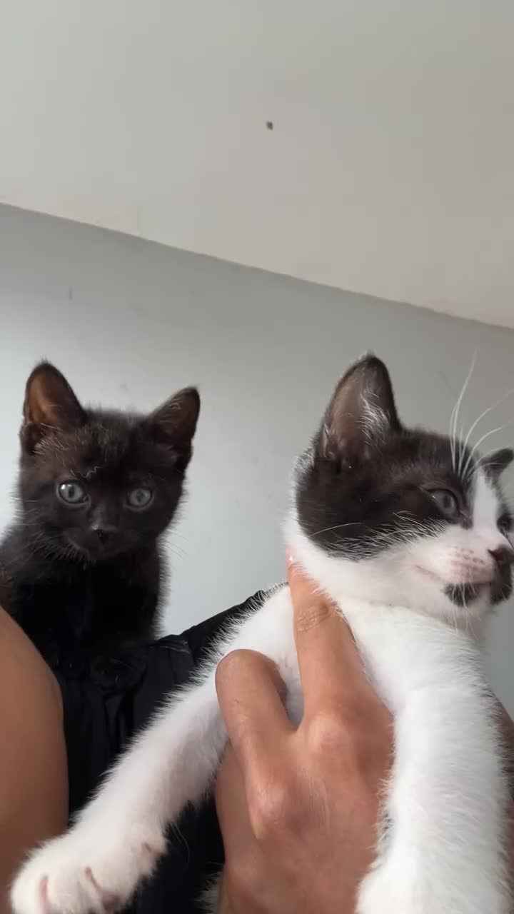 Mixed Breed cats for sale: 🚨🚨🚨✨ Beautiful Kittens — Ready to Go  - Video 1