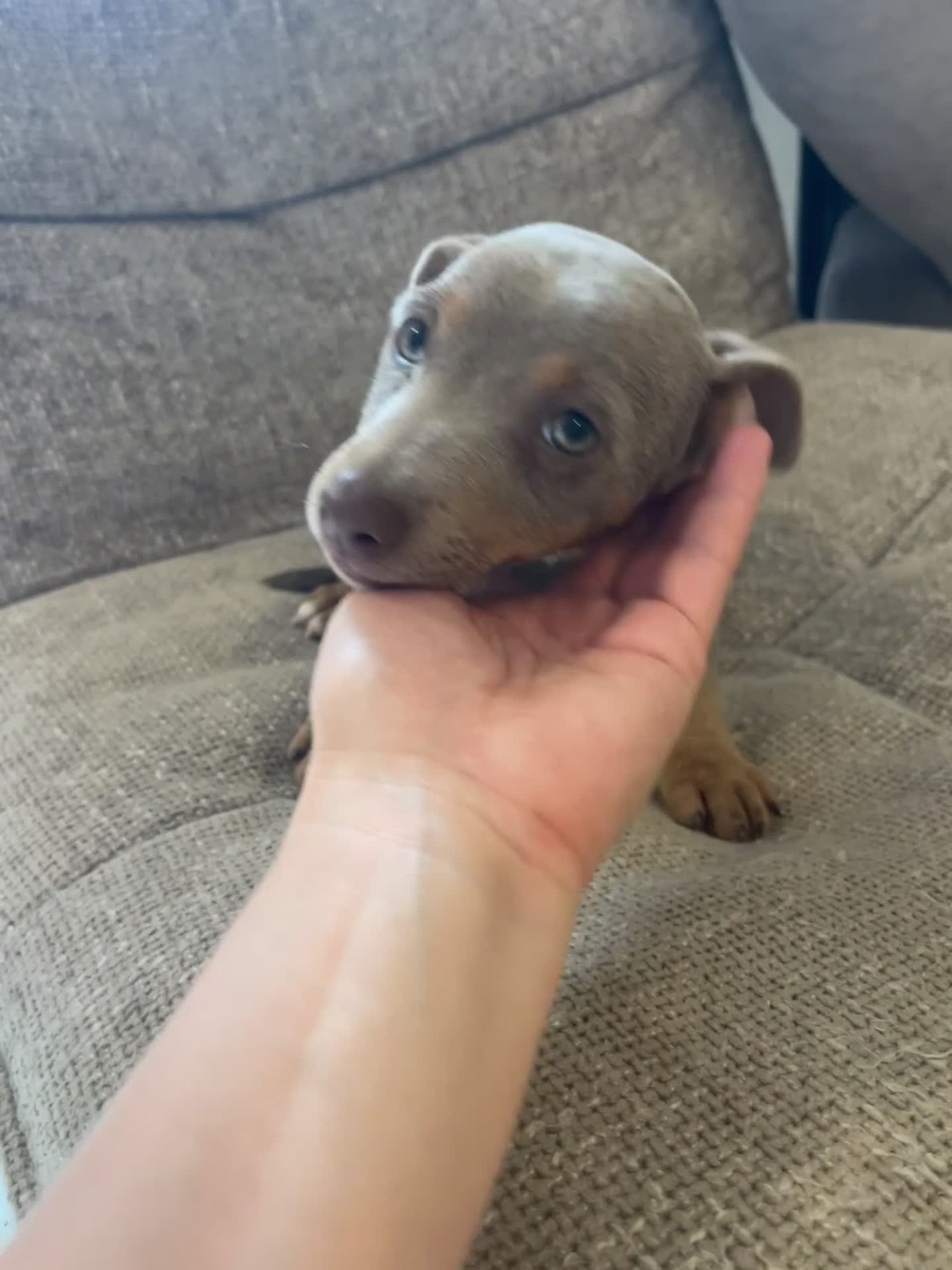 Jack Russell dogs for sale: Beautiful Jack Rusell Puppies  - Video 1