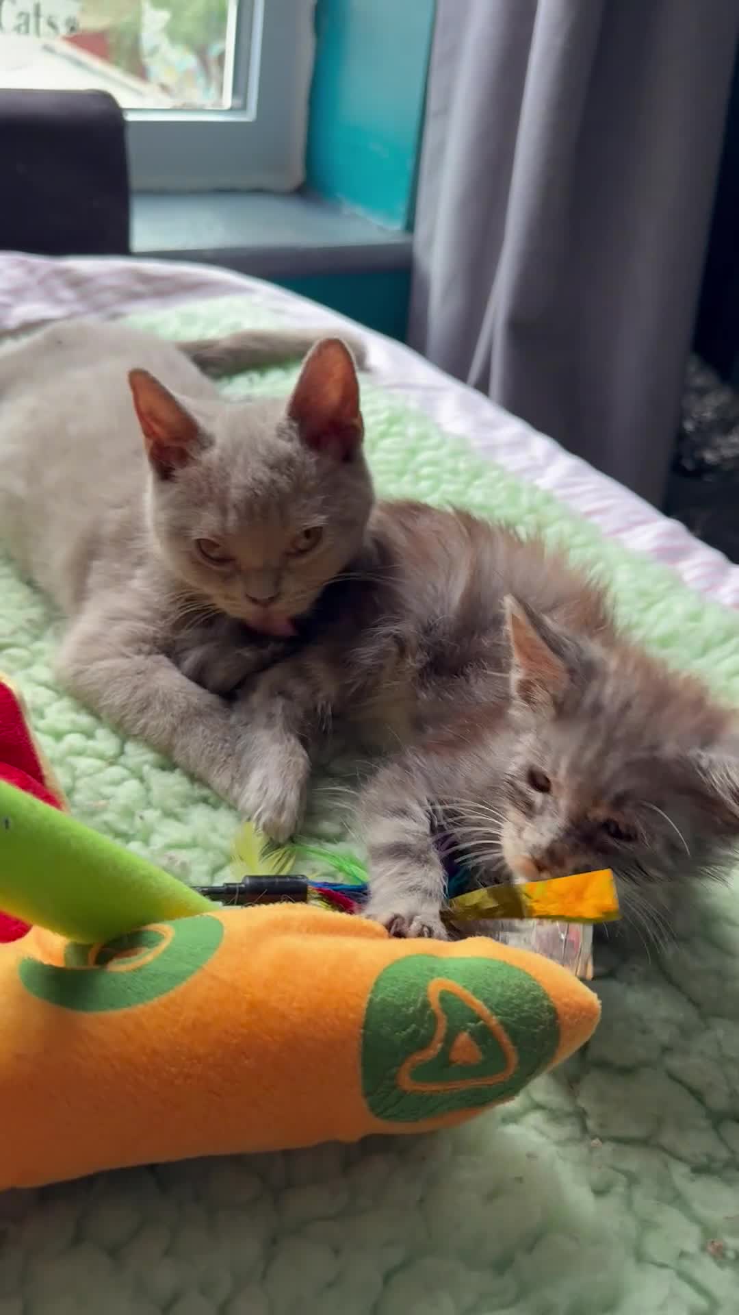 Maine Coon cats for sale: XL European Mainecoon kittens  - Video 1