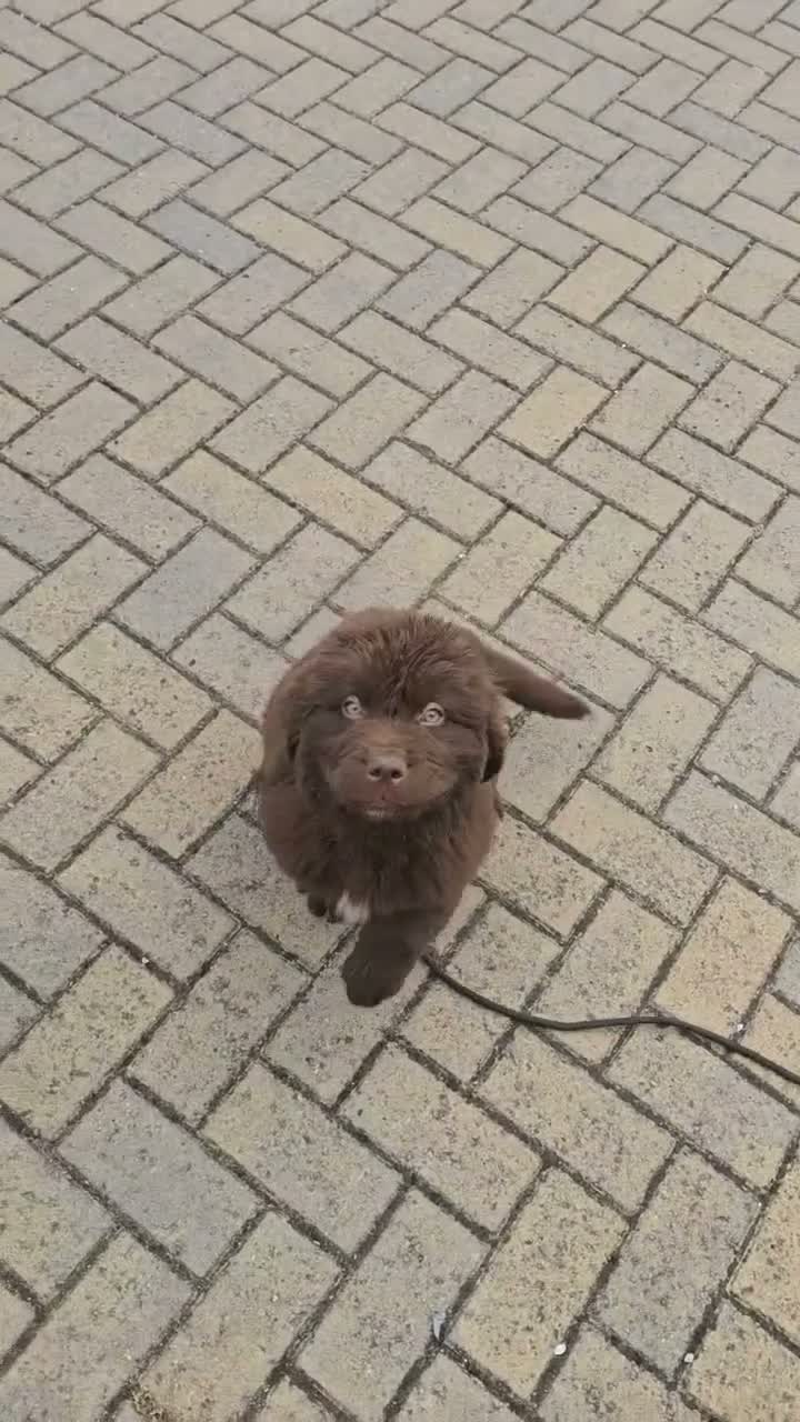 Newfoundland dogs for sale: Brown newfoundland for sale - Video 1