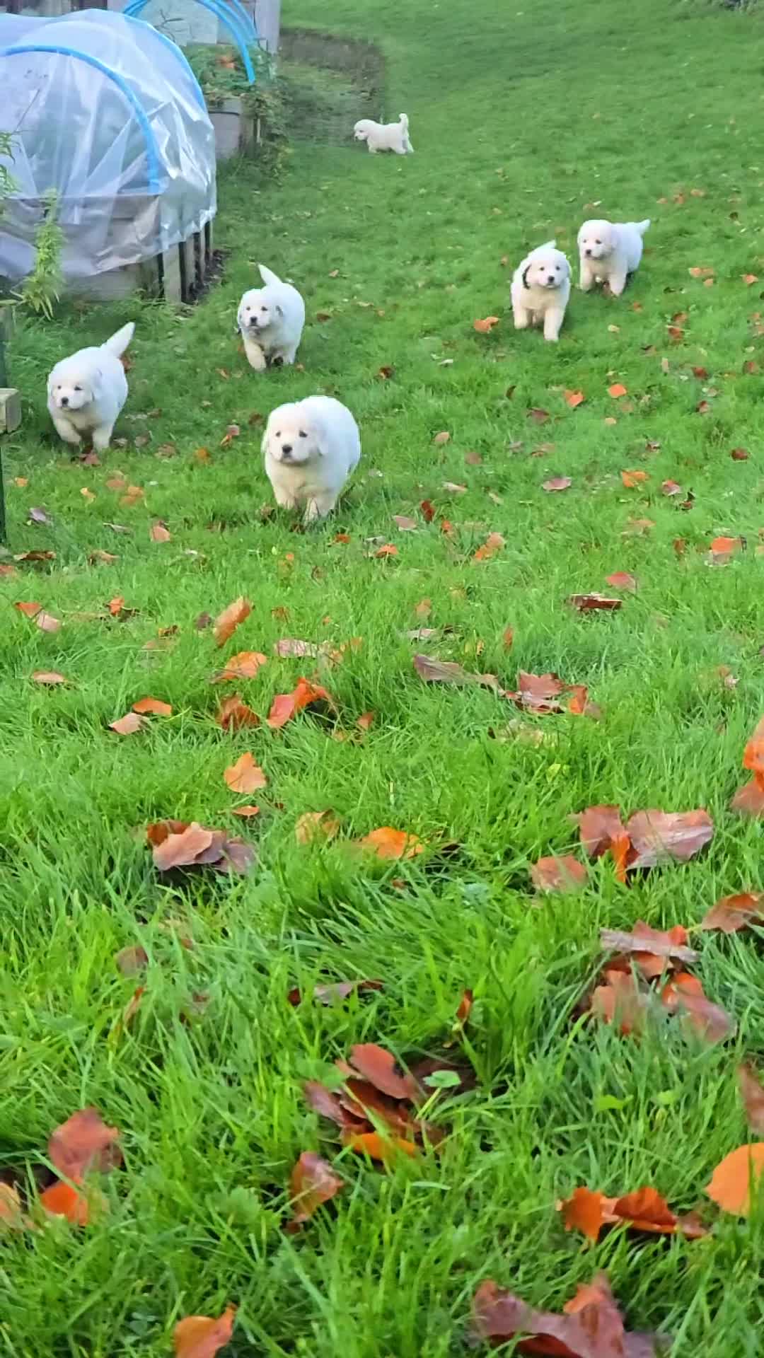 Pyrenean Mountain Dog dogs for sale: Polish tatra mountain sheepdog - Video 1