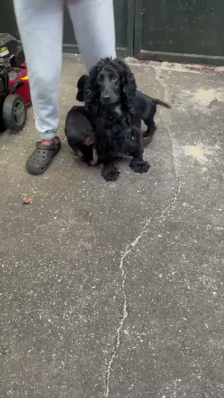Cocker Spaniel dogs for sale: Gamekeeper bred - Video 2