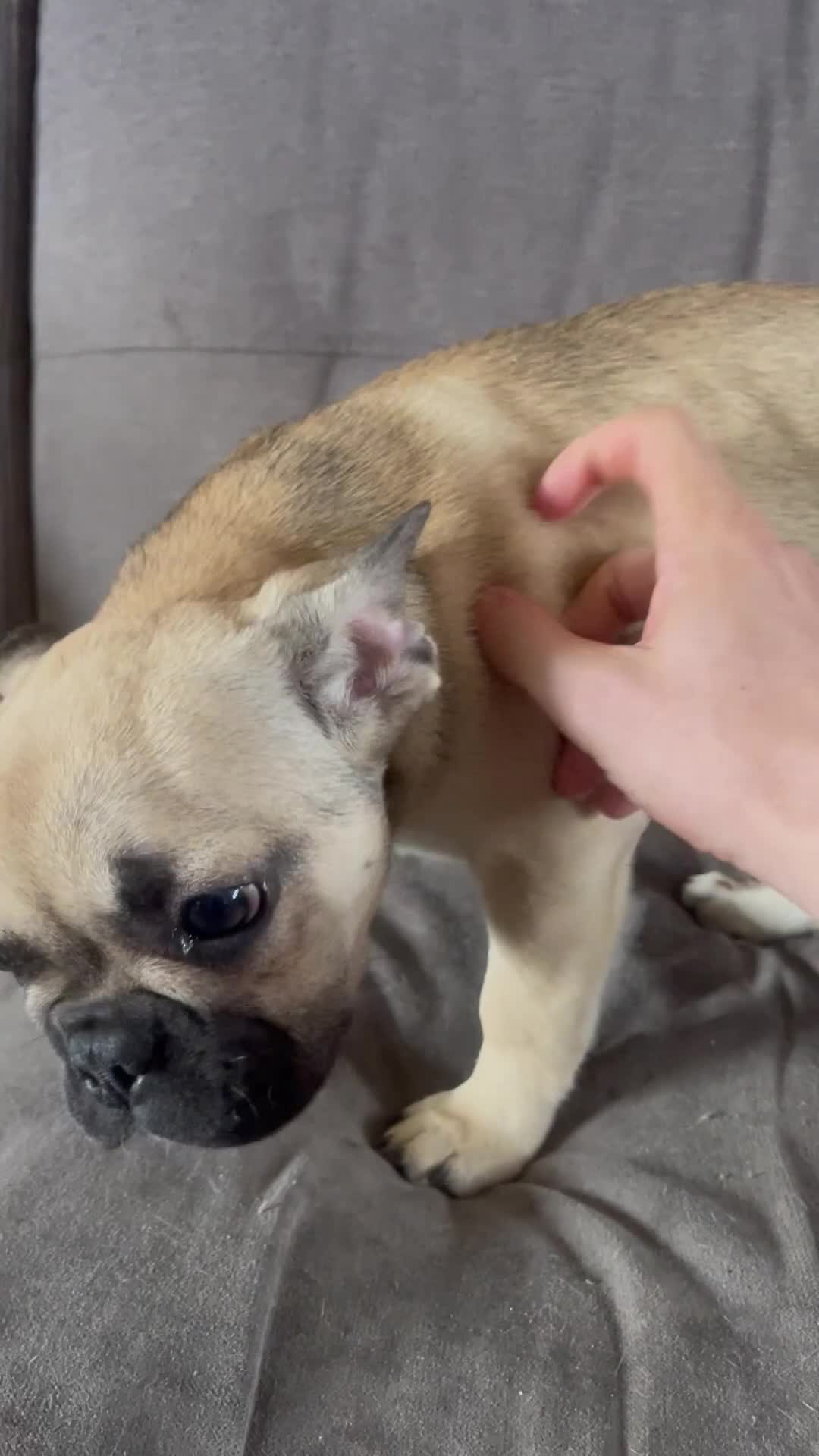 French Bulldog dogs for sale: STUNNING LITTER AVAILABLE NOW!  - Video 3
