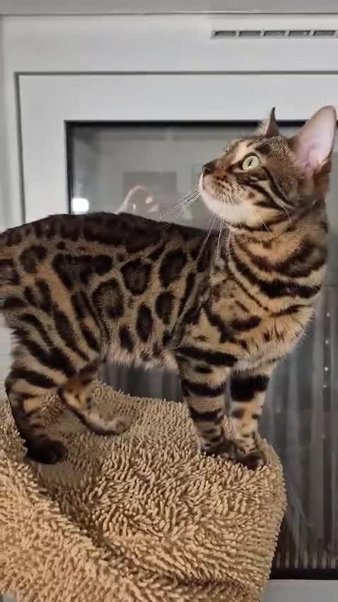 Bengal cats for sale: Bengal girl - Video 1