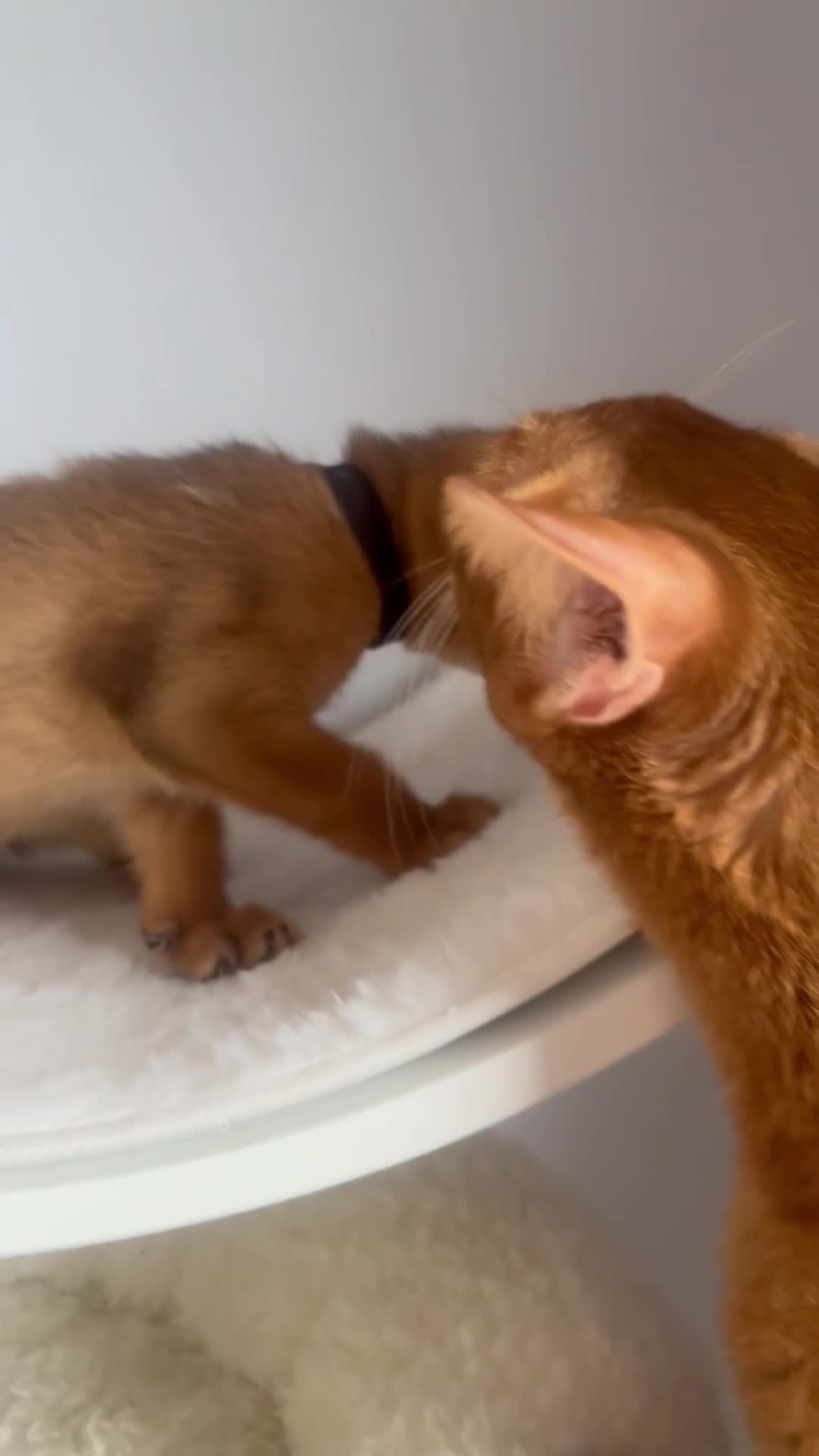 Abyssinian cats for sale: Adorable Abyssinian kittens - Video 2