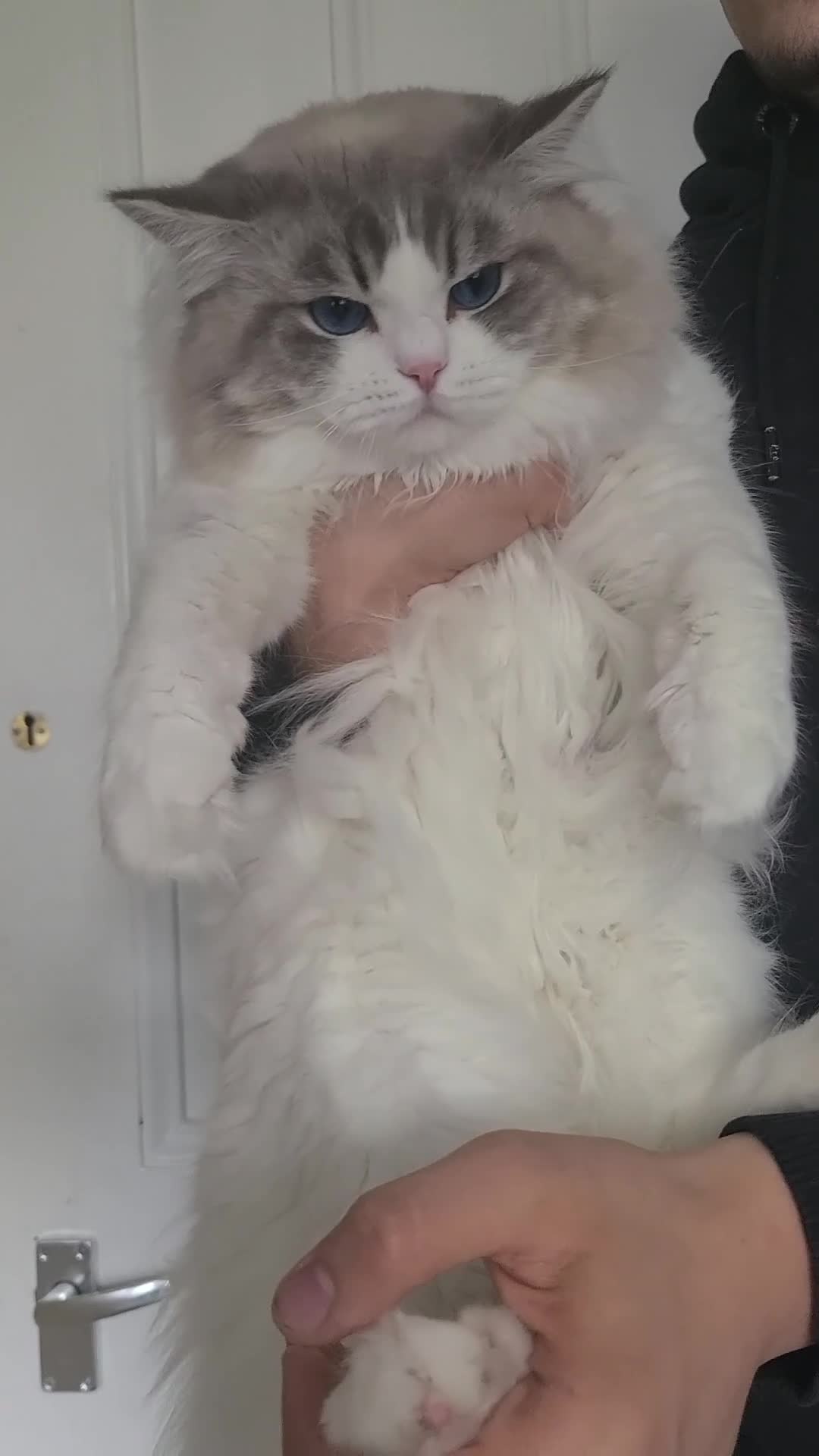 Ragdoll cats for sale: Retired Blue Lynx Bicolor Male Show Quality  - Video 2