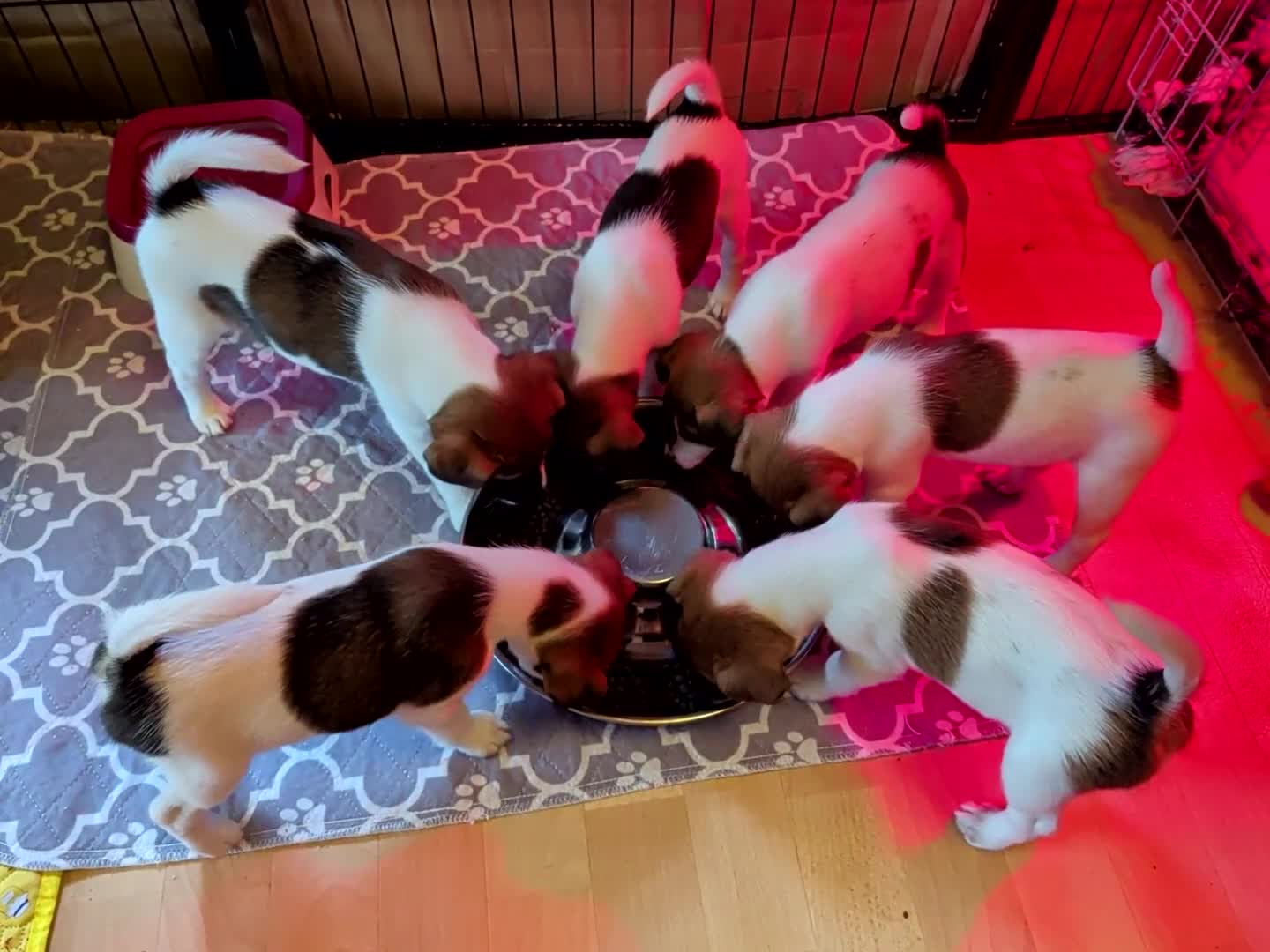 Fox Terrier dogs for sale: Smooth Fox Terrier female available  - Video 1