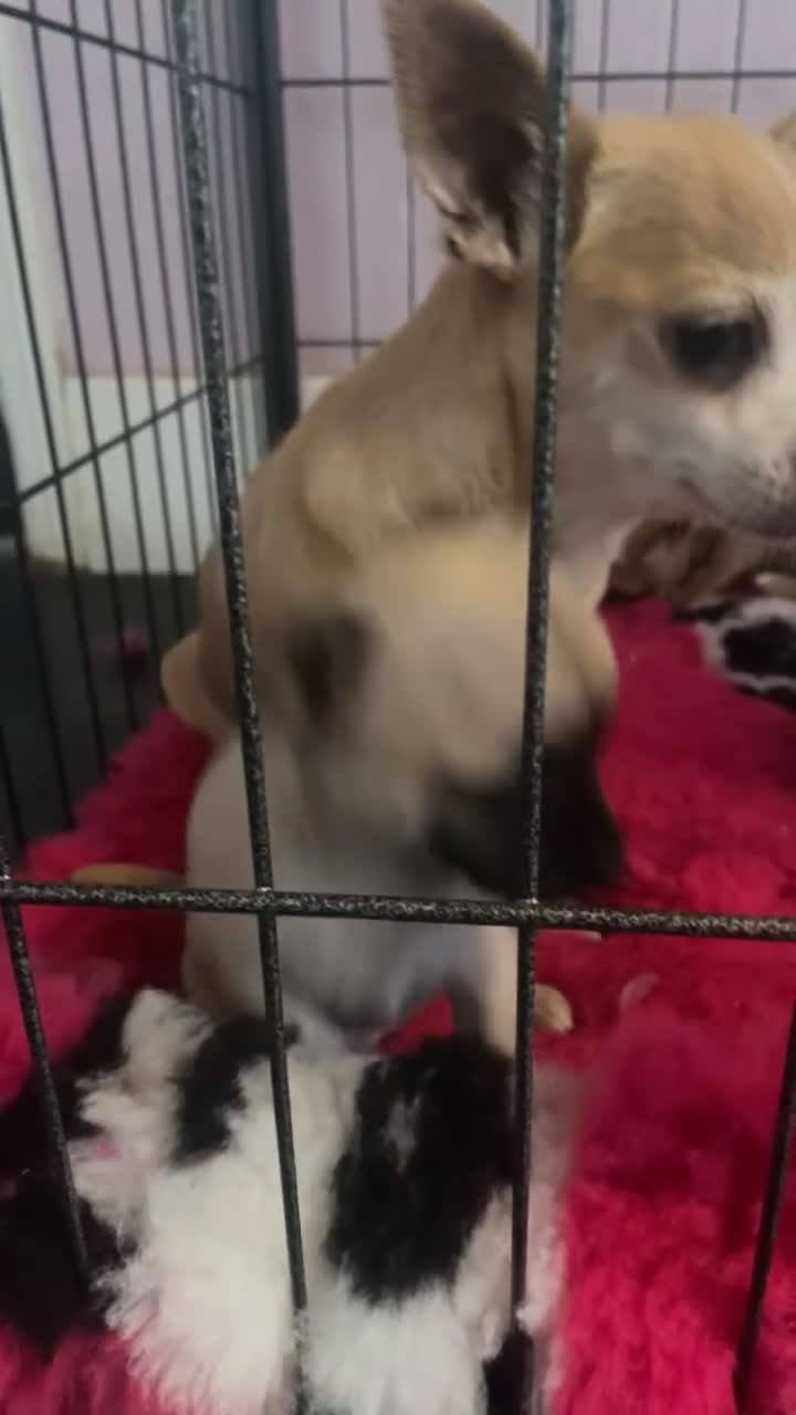 Chihuahua dogs for sale: Chihuahua puppies - Video 1