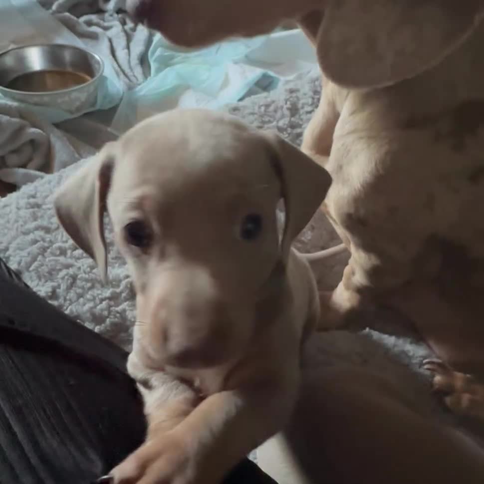 Dachshund dogs for sale: 2 Beautiful Isabella twin Dachshunds  - Video 1