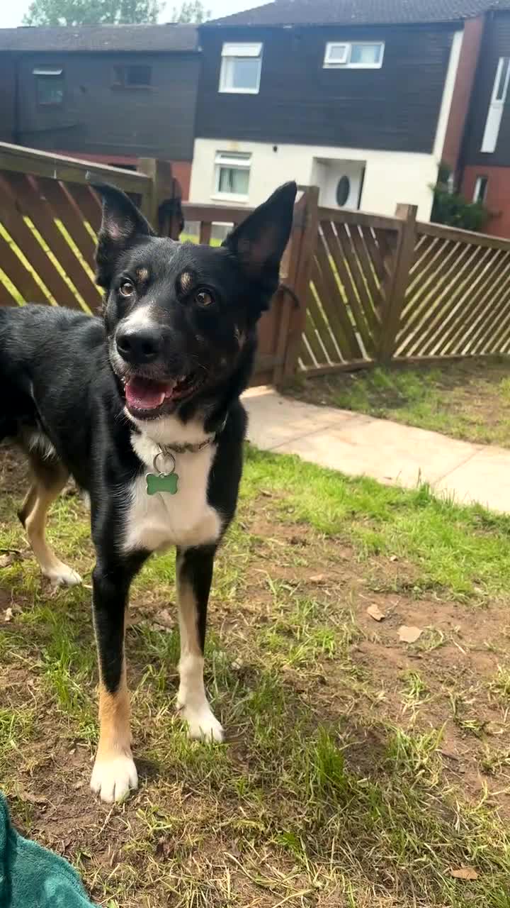 Border Collie dogs for sale: Loki nearly 4 year old border collie  - Video 3