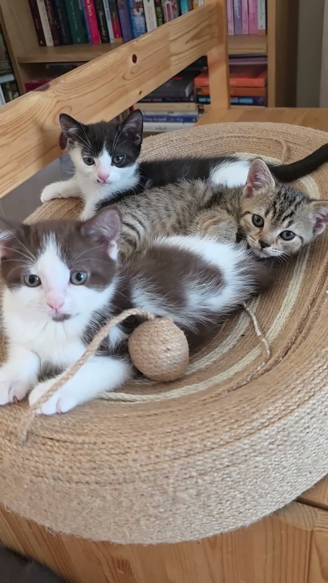 Mixed Breed cats for sale: Mixed race kittens in Uxbridge - Video 1