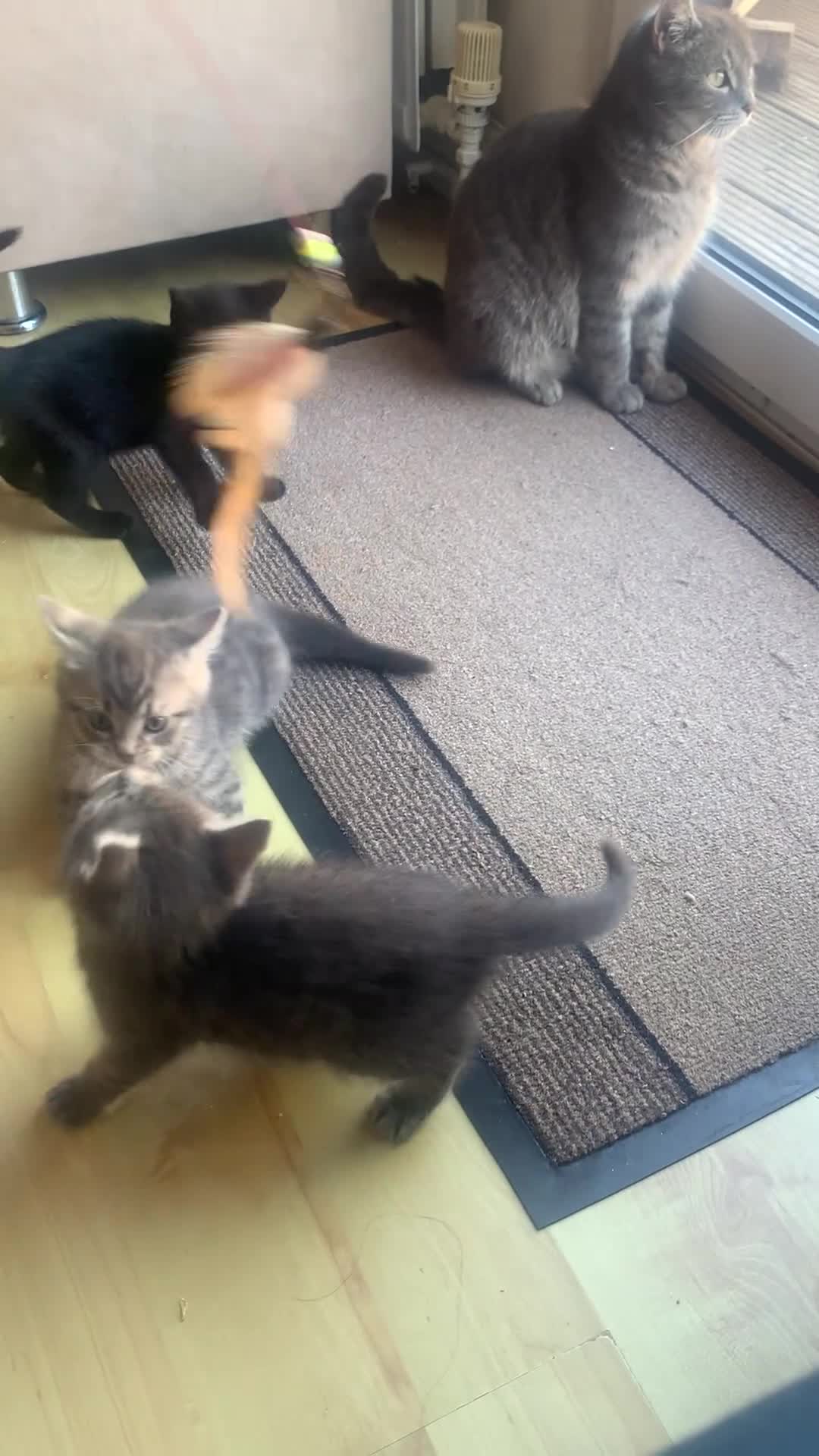 Mixed Breed cats for sale: 5 Adorable Grey & Black Kittens - Video 3