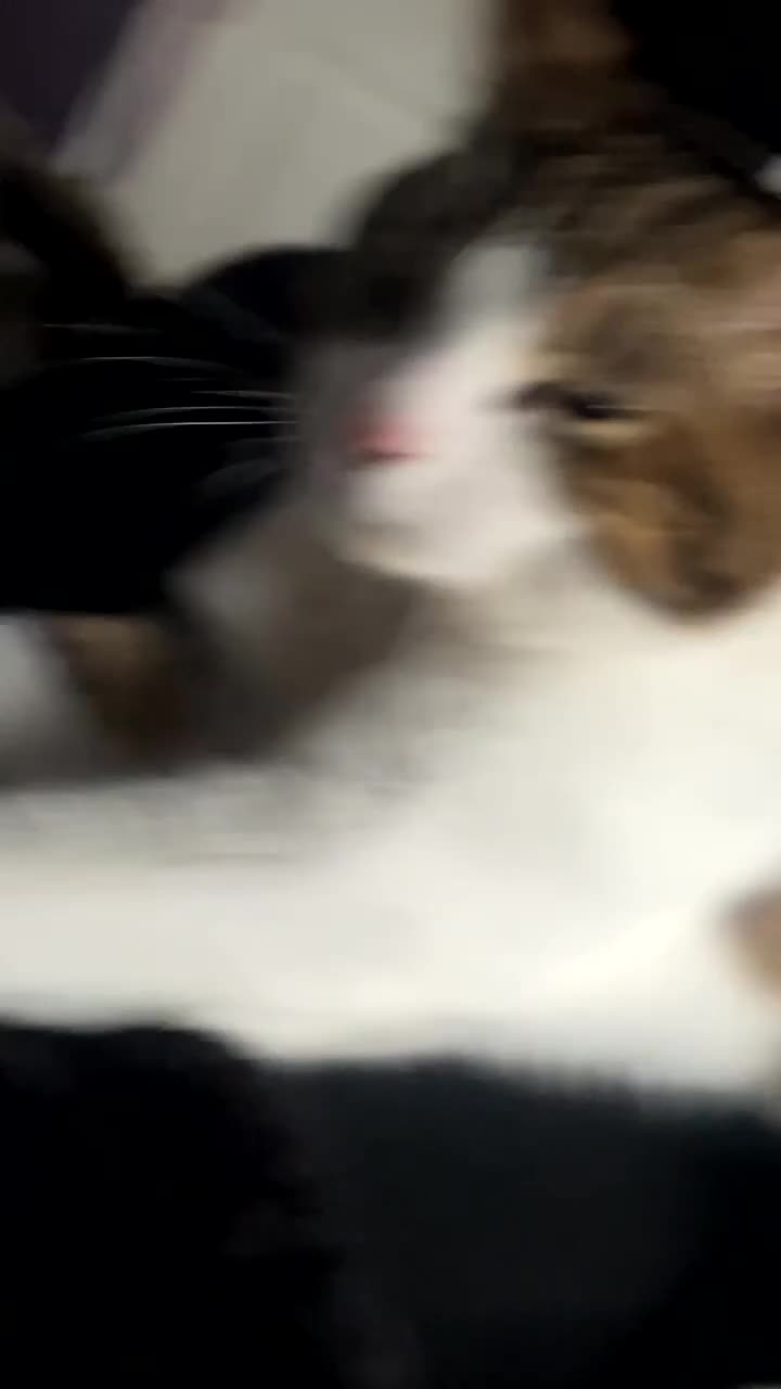 Domestic Shorthair cats for sale: Cat Domestic shorthair  in Leicester - Video 1