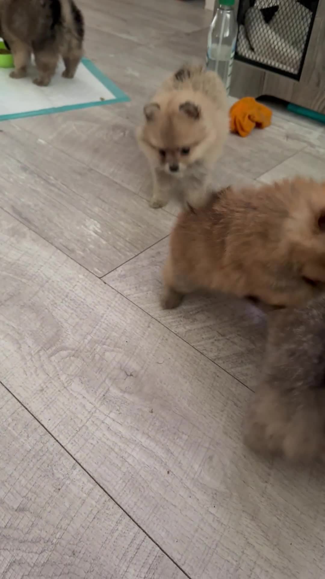 Pomeranian dogs for sale: STUNNING mini Pomeranians  - Video 1