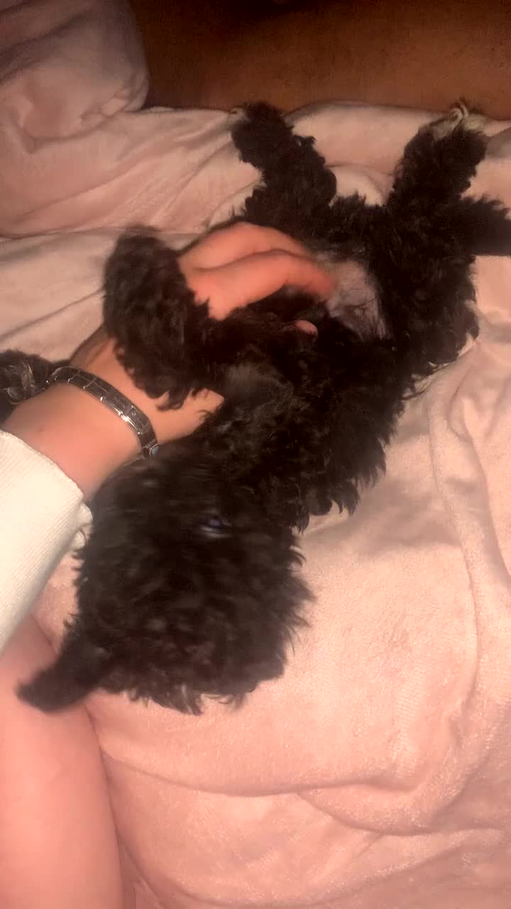 Shihpoo dogs for sale: ‼️READY NOW‼️ - Video 1