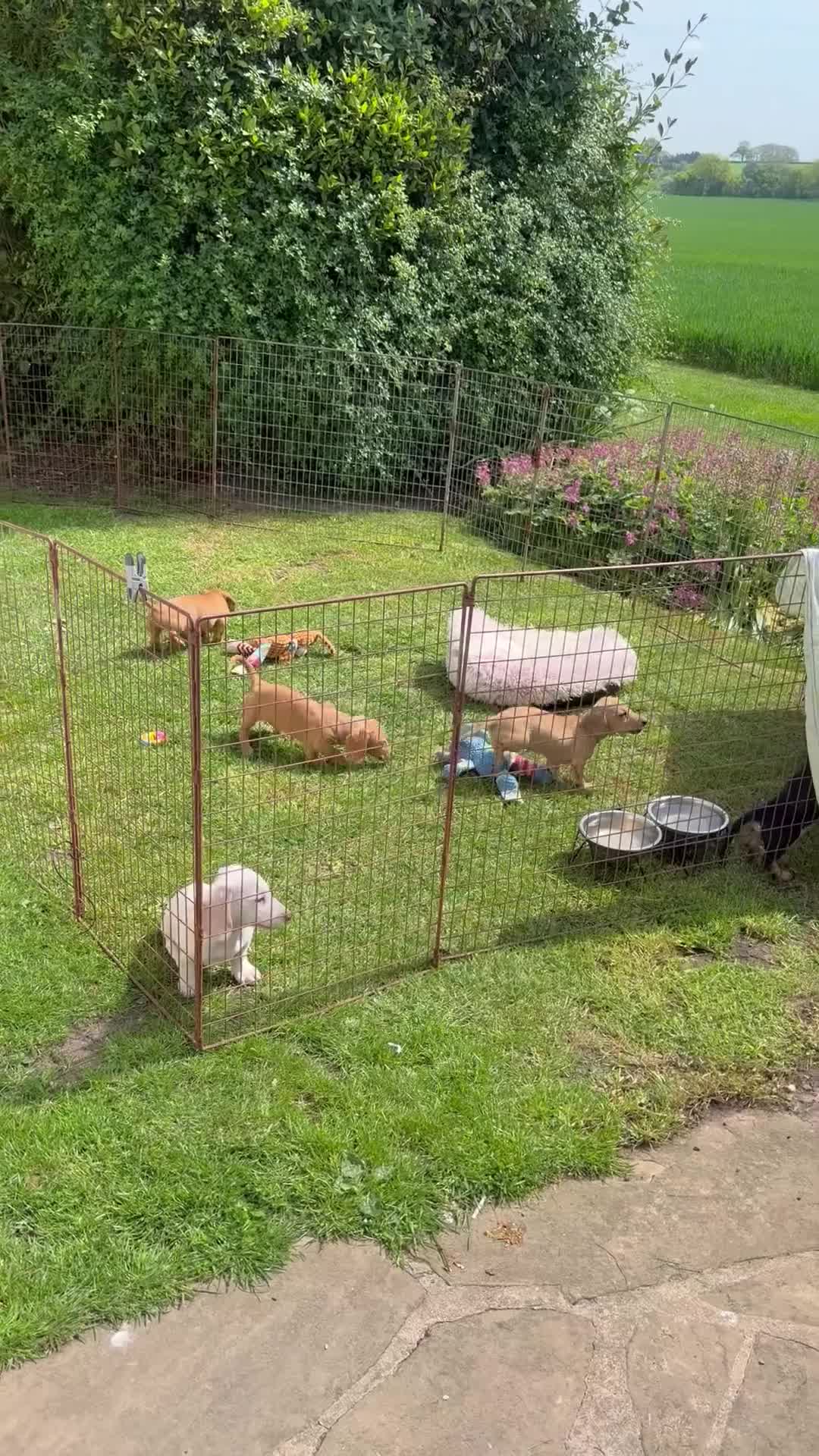 Dachshund dogs for sale: Home reared KC reg mini dachshund puppies  - Video 1