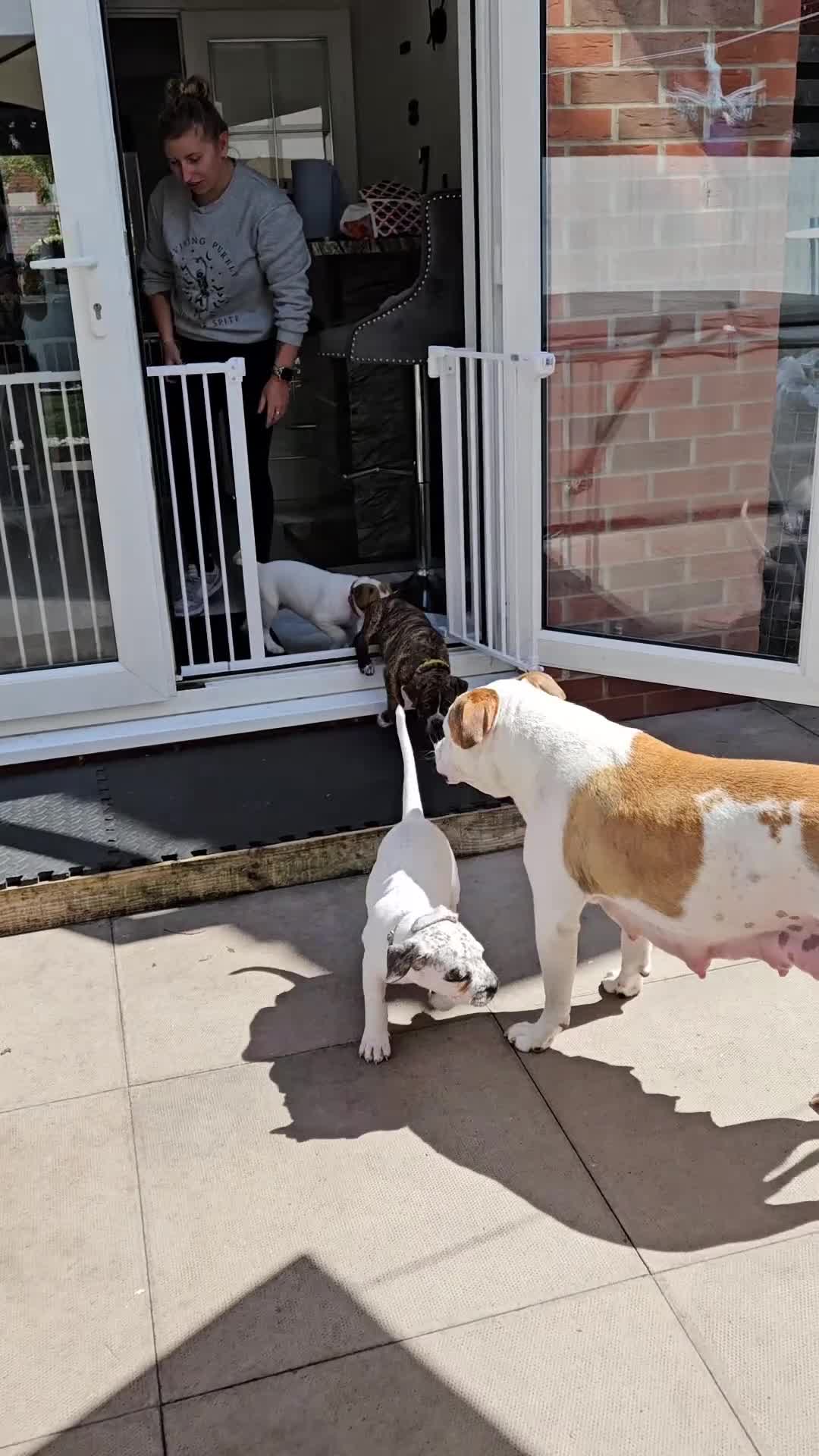 Mixed Breed dogs for sale: ADORABLE CHUNKY PUPPIES - Video 1