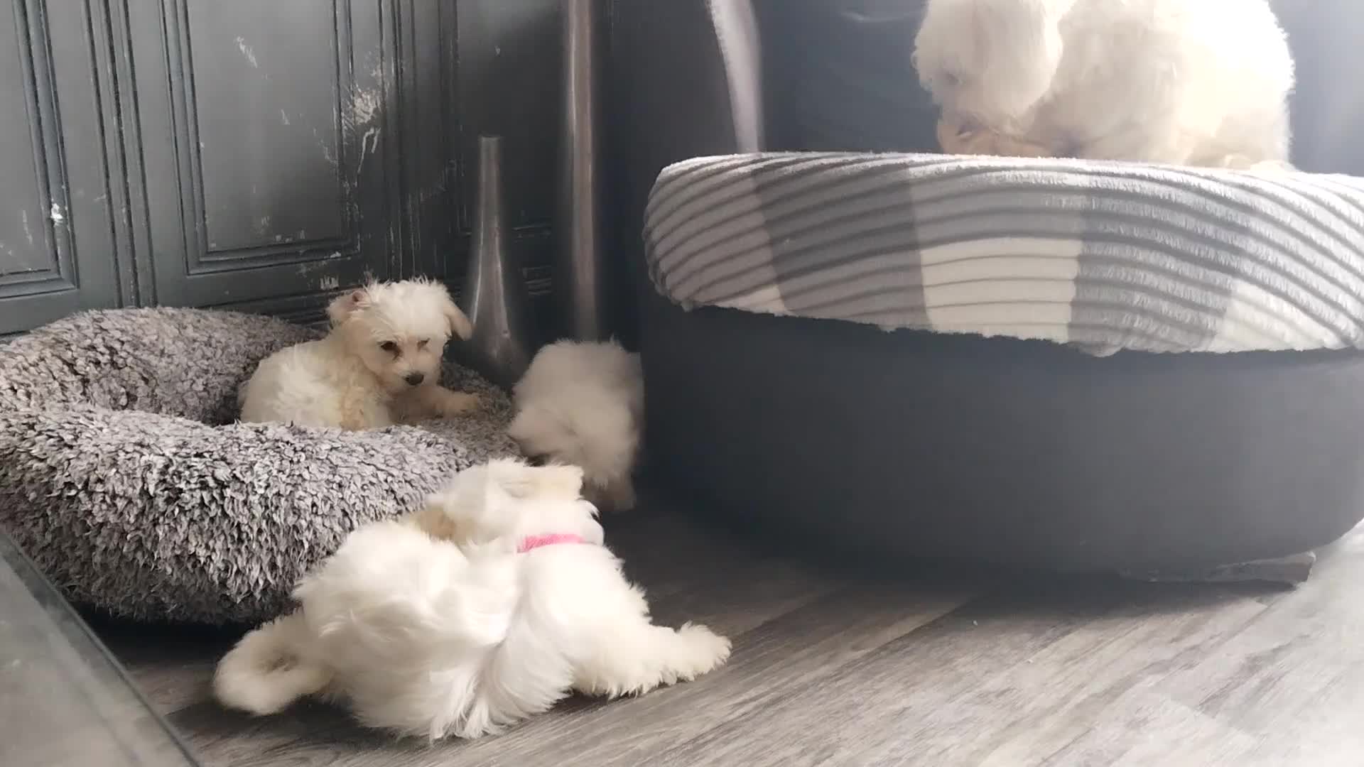 Maltese dogs for sale: Adorable Maltese Puppies for Sale.! - Video 1