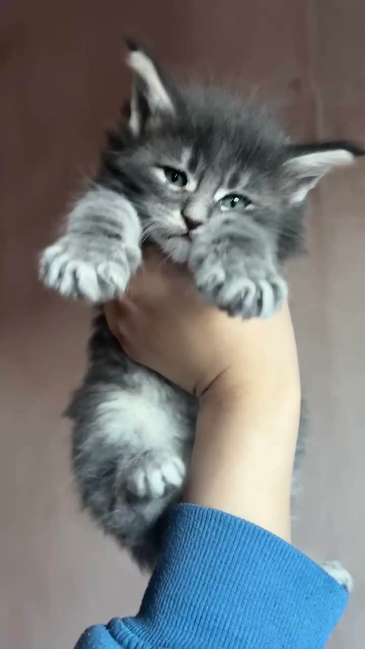 Maine Coon cats for sale: PURE RUSSIAN  MAINE COON KITTENS - Video 1