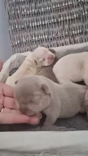 French Bulldog dogs for stud: KING KALI 👑 Fluffy French Bulldog stud - Video 3