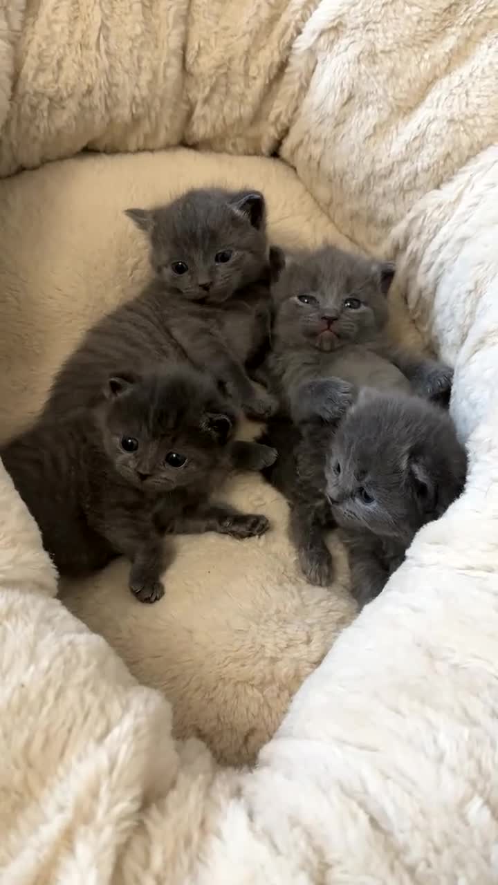 British Shorthair cats for sale: GORGEOUS FLUFFBALLS - Video 3