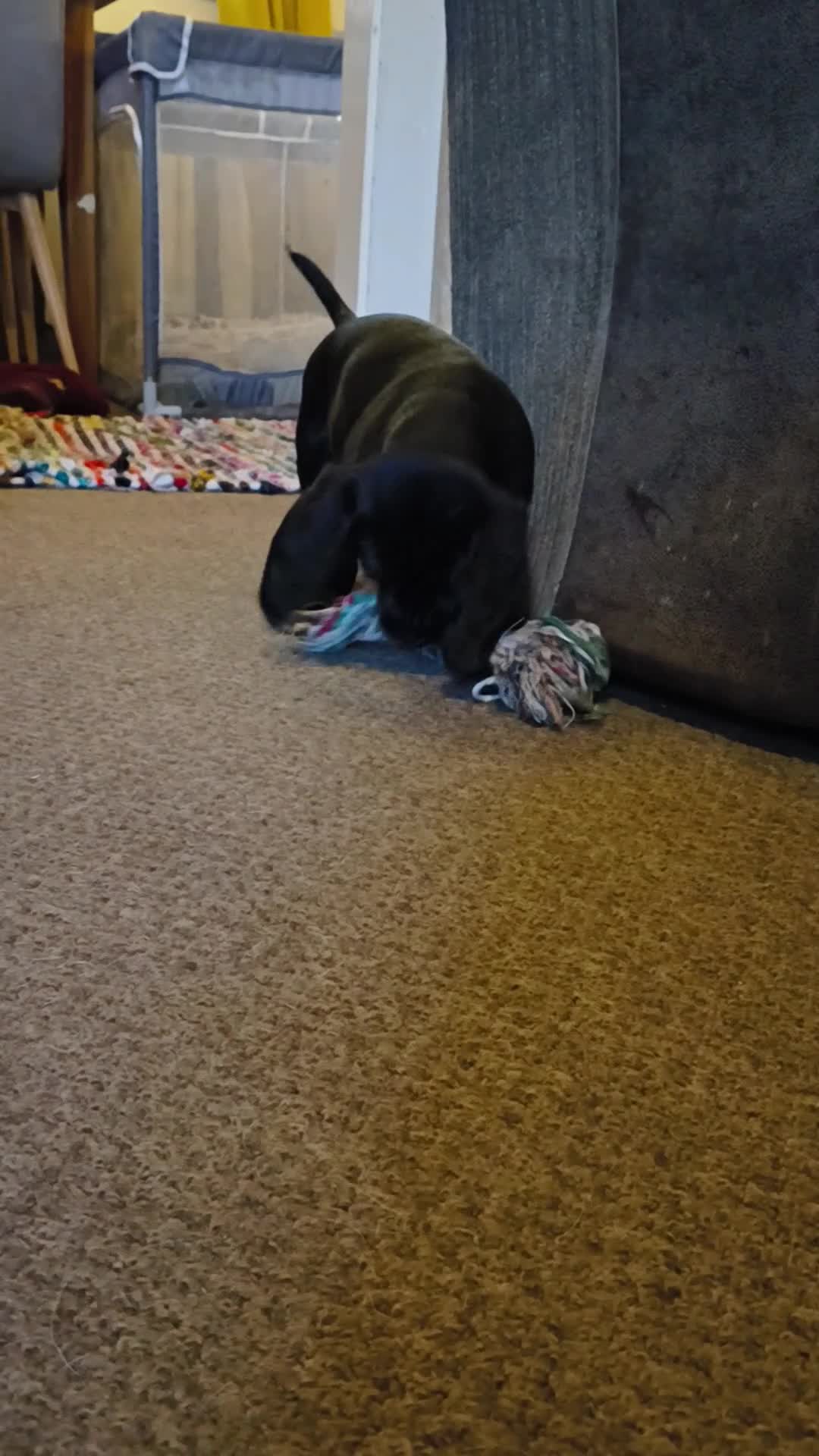 Bocker dogs for sale: Last Bocker male pup left - Video 1