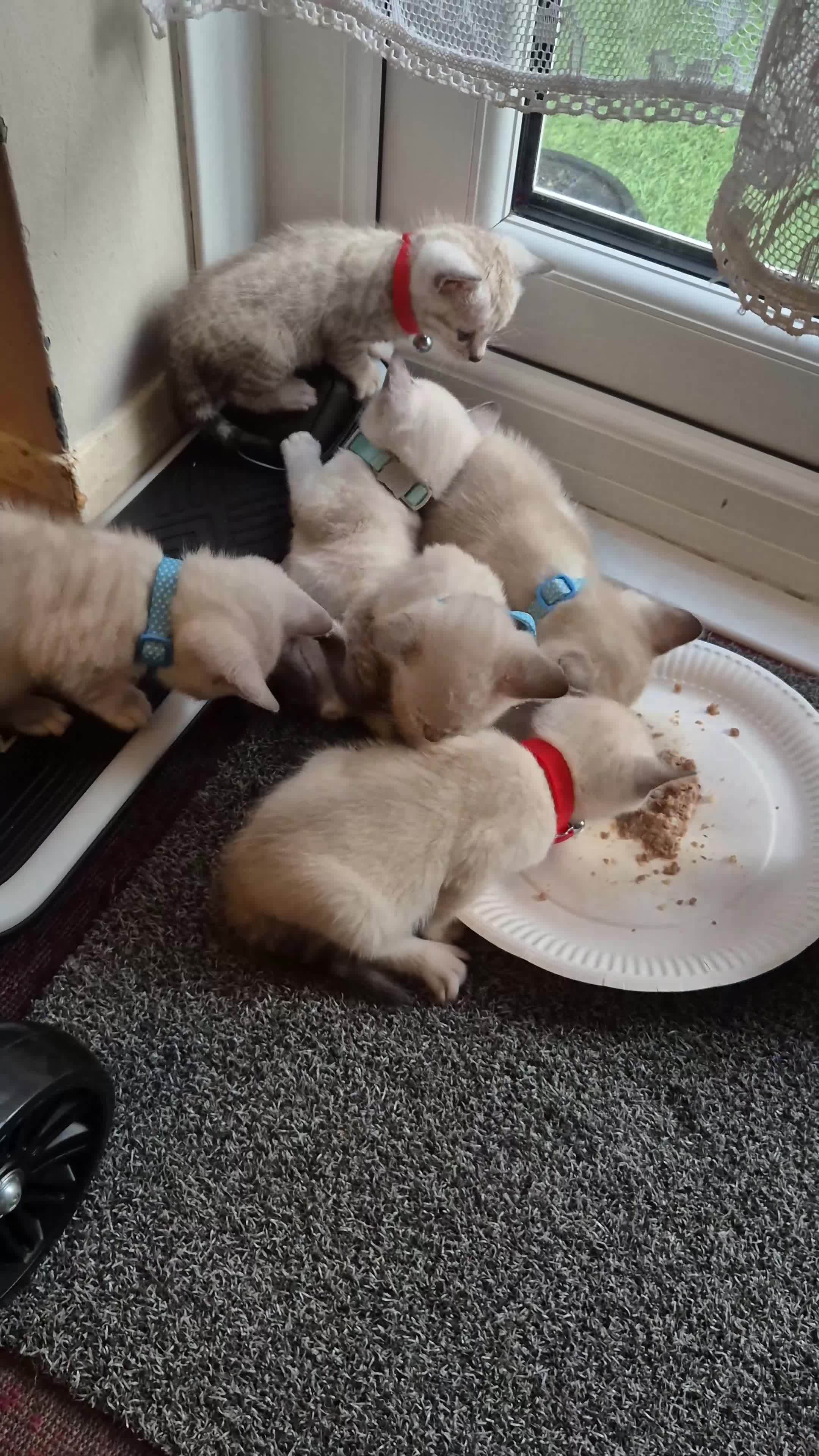 Mixed Breed cats for sale: Bengal Siamese mixed - Video 1