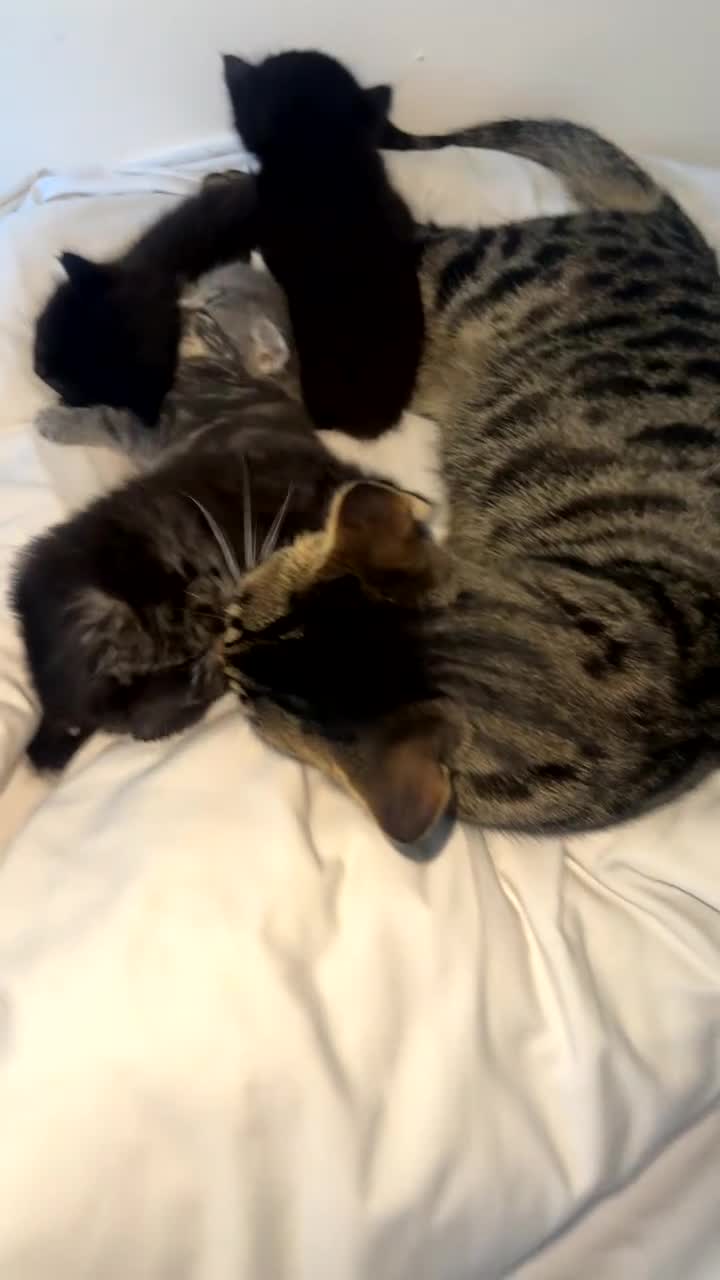 Domestic Shorthair cats for sale: Black Kittens - Video 2
