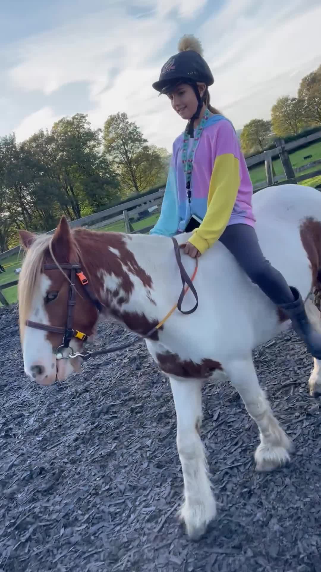 Irish Cob horses for sale: Spirit in Macclesfield - Video 1