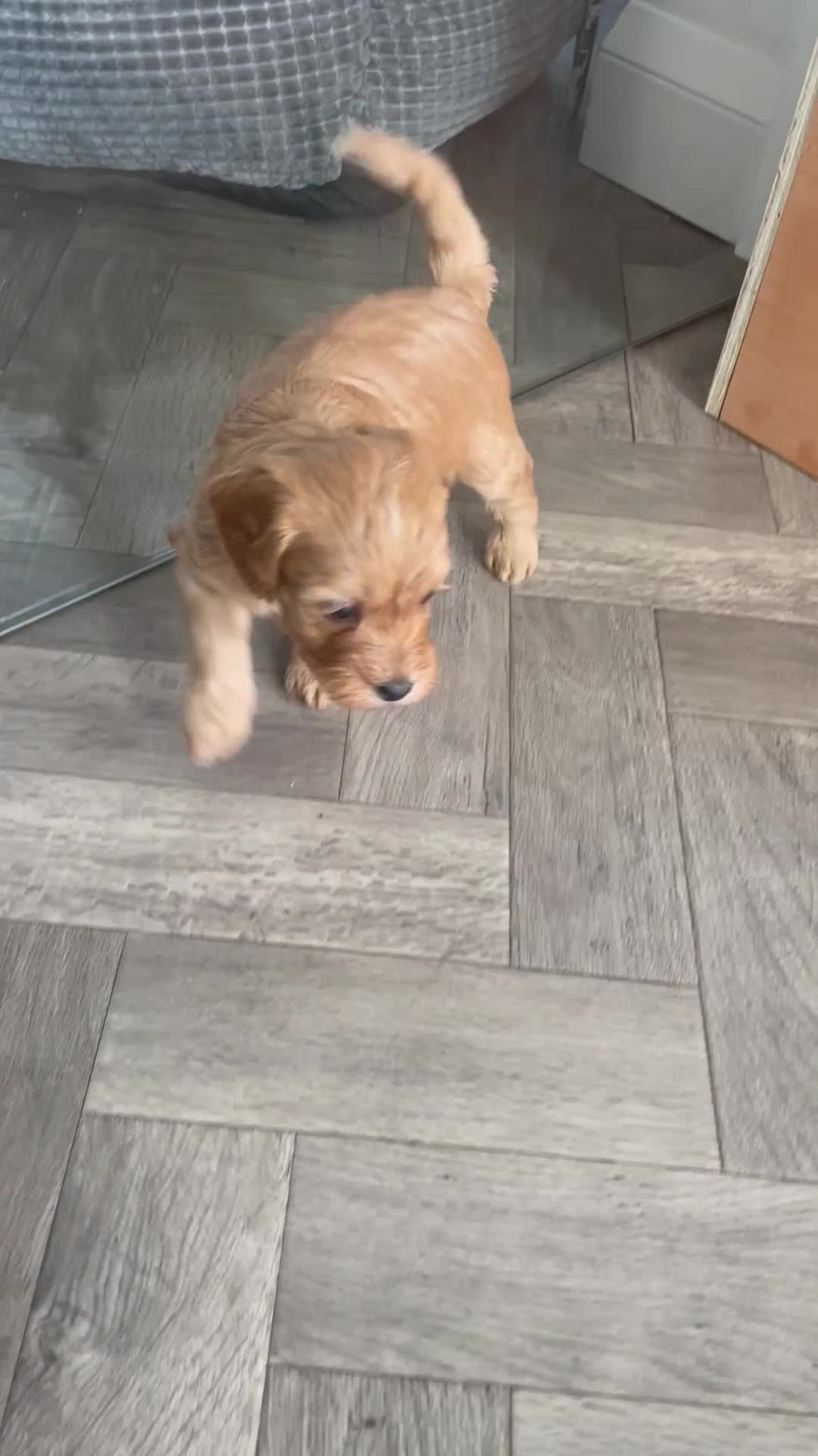 Cavapoo dogs for sale: Cavapoo in Bracknell - Video 1