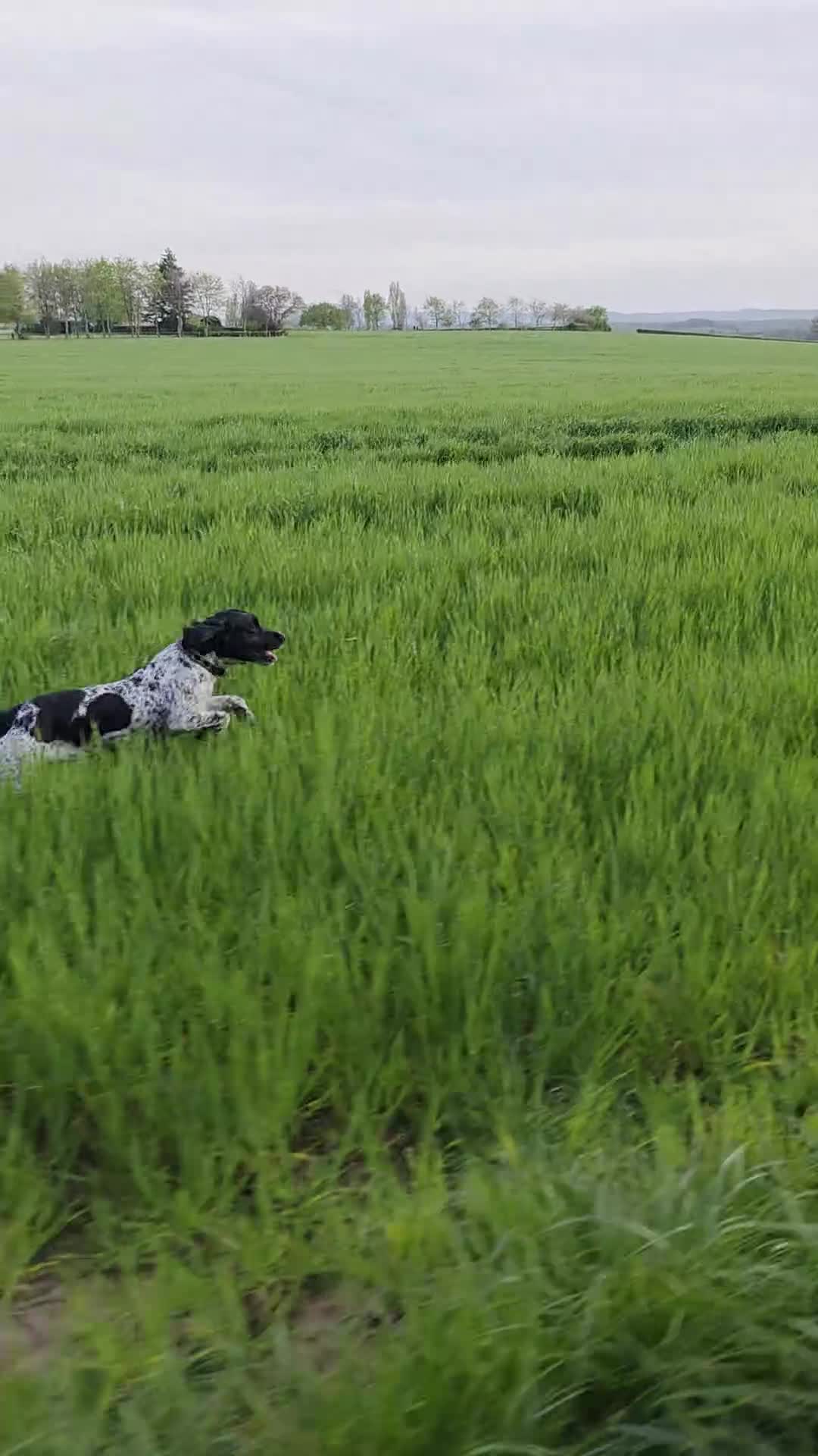 English Springer Spaniel dogs for sale: English Springer Spaniel for sale - Video 1