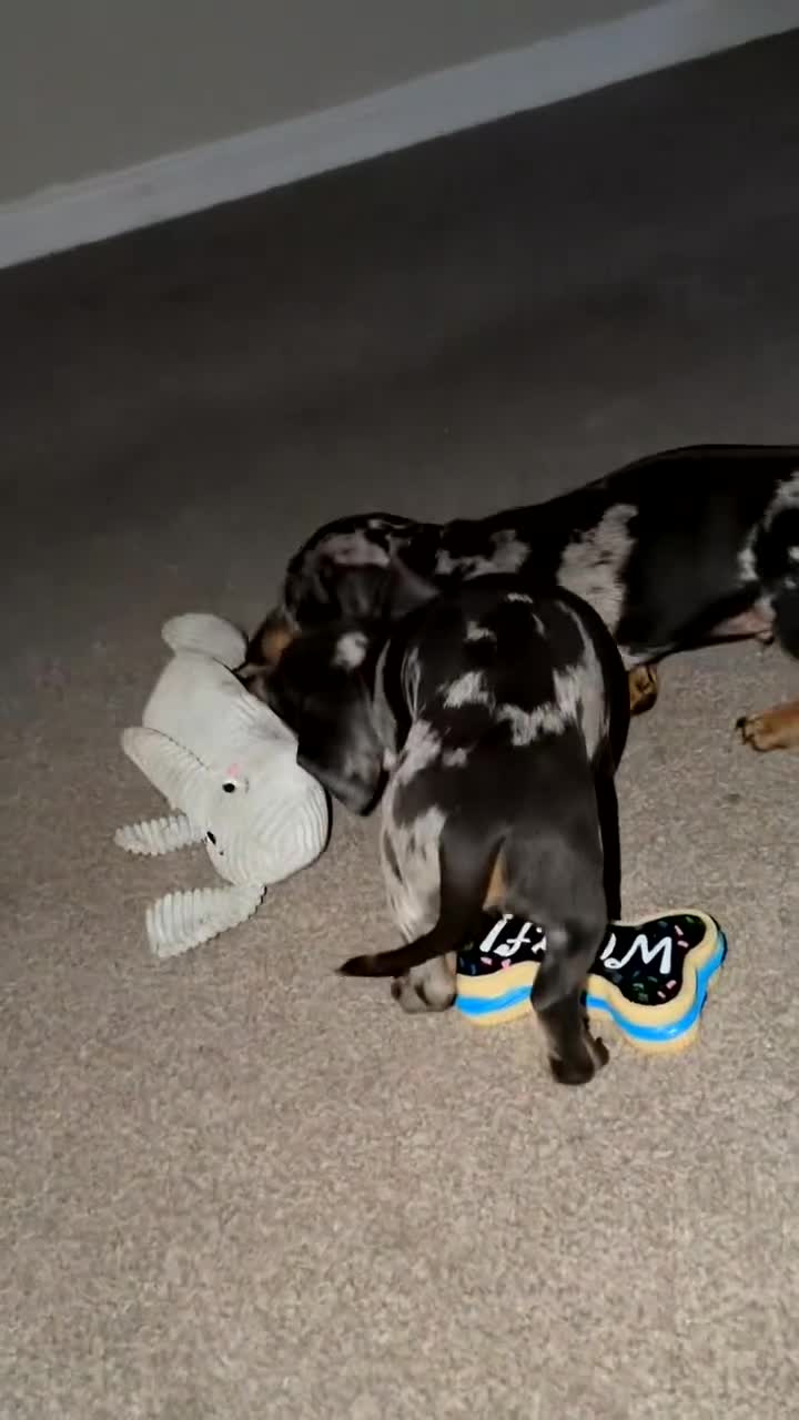 Miniature Dachshund dogs for sale: Silver dapple miniature dachshund female  - Video 1