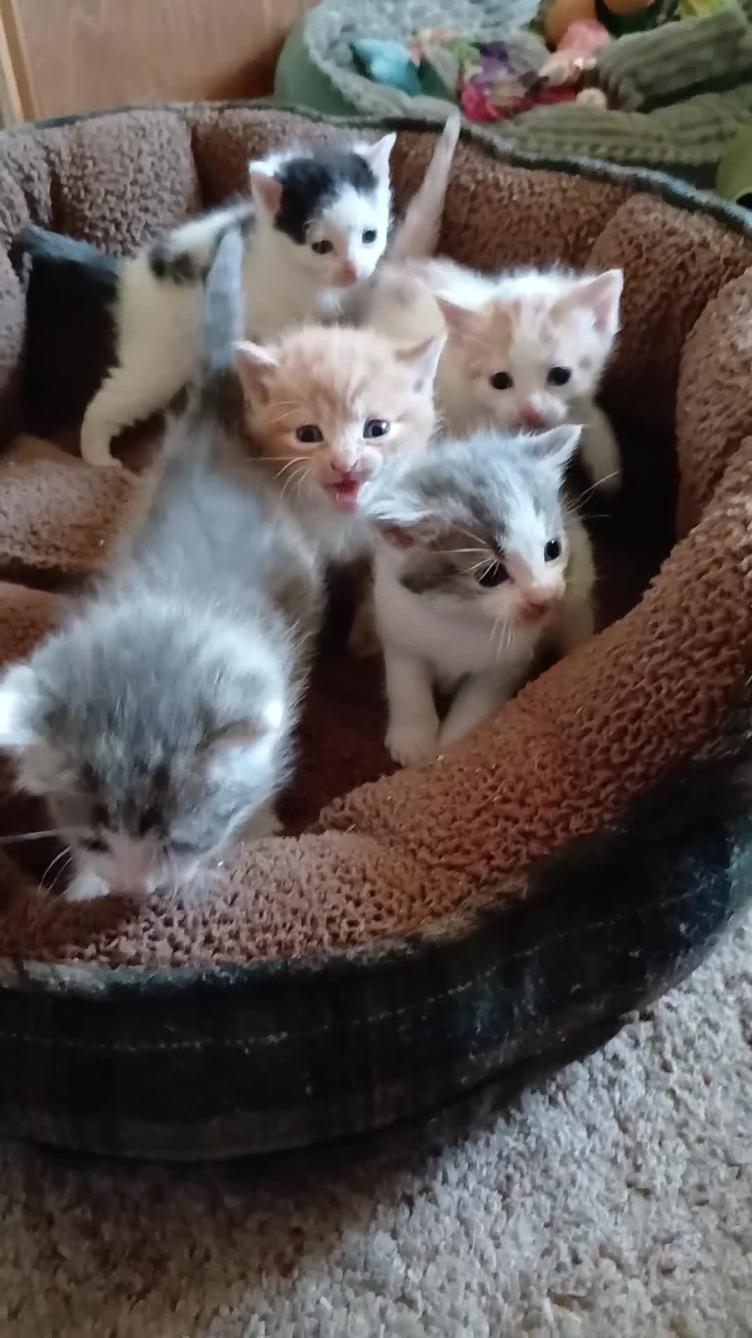 Domestic Shorthair cats for sale: 5 Wee ones - Video 2