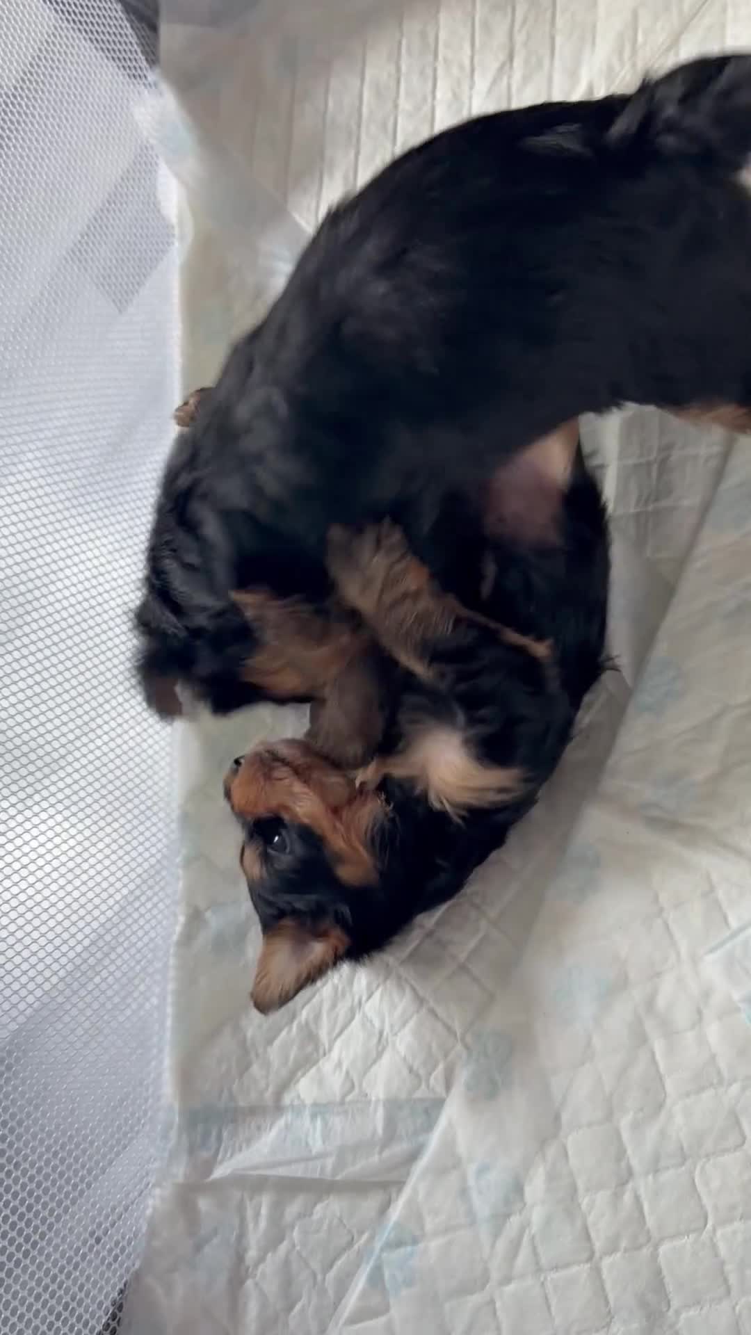 Yorkshire Terrier dogs for sale: 3 Girls & 3 Boys Looking for Loving Homes! 🐾 - Video 2