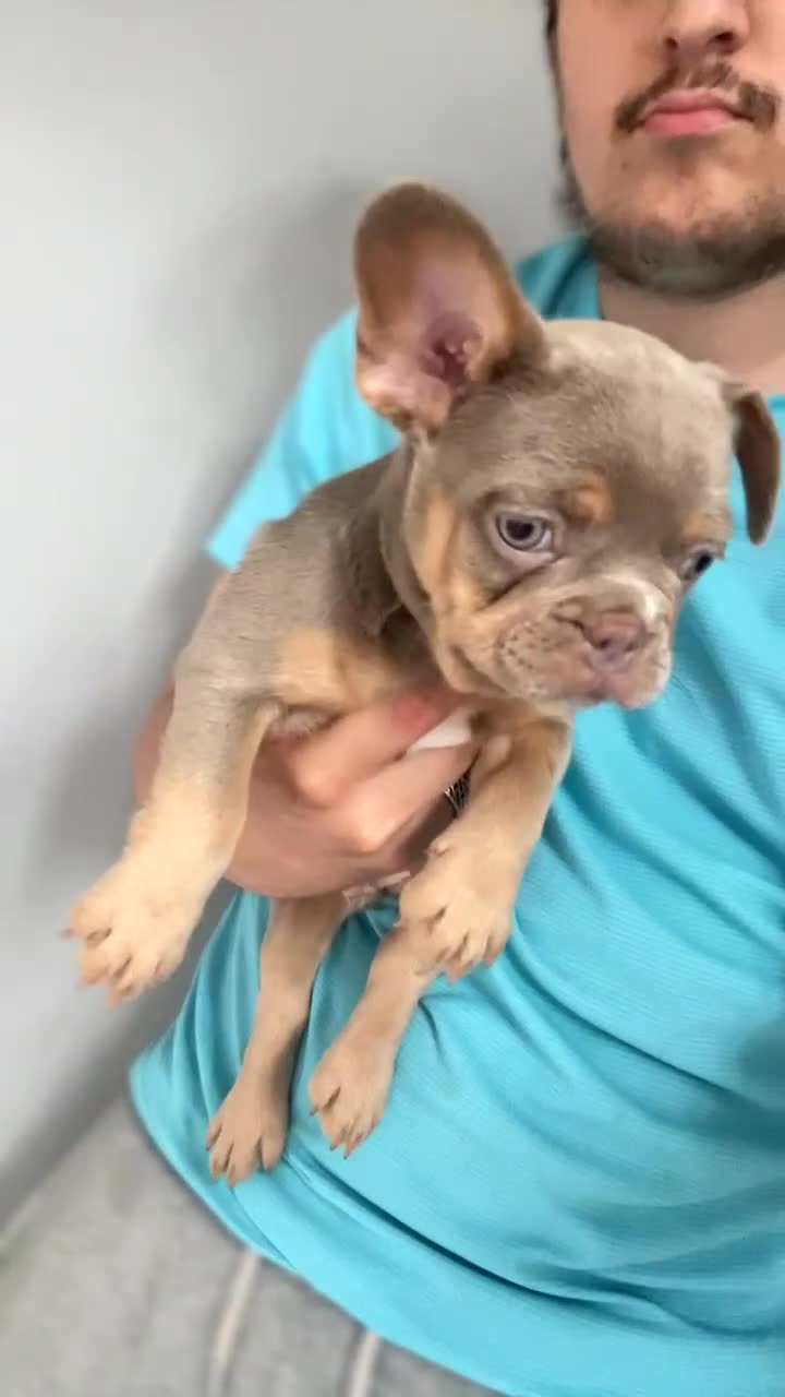 French Bulldog dogs for sale: QUALITY FRENCH BULLDOGS  - Video 1