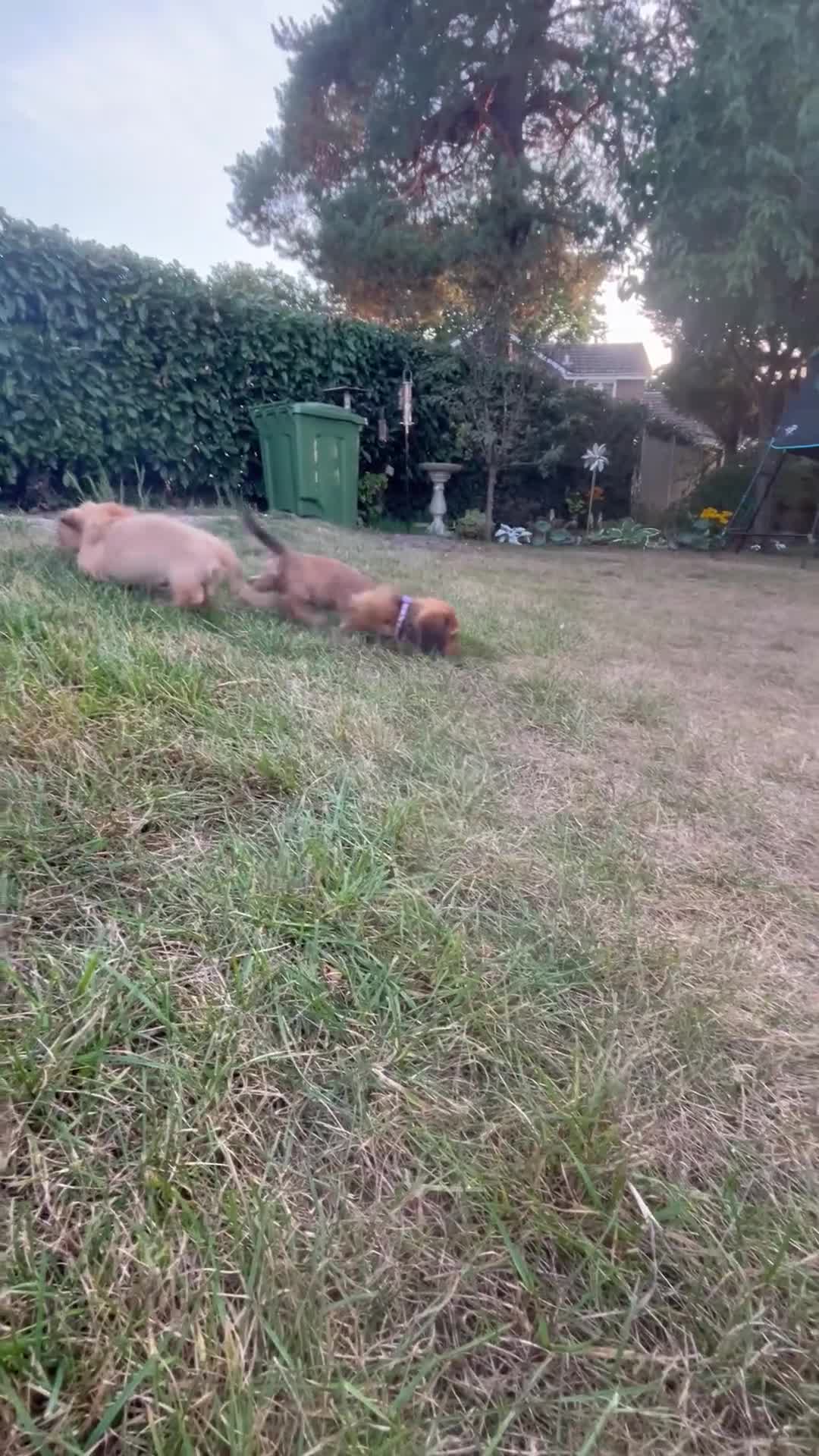 Miniature Dachshund dogs for sale:  Ready to leave - Long Haired Miniature Dachshund  - Video 2