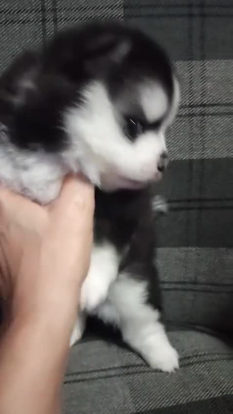 Pomsky dogs for sale: Micro F4 pomsky pups  - Video 1