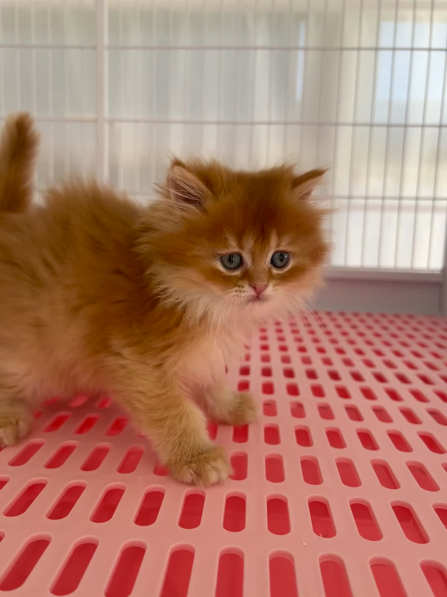 Napoleon cats for sale: Cute longhair long leg minuet - Video 1