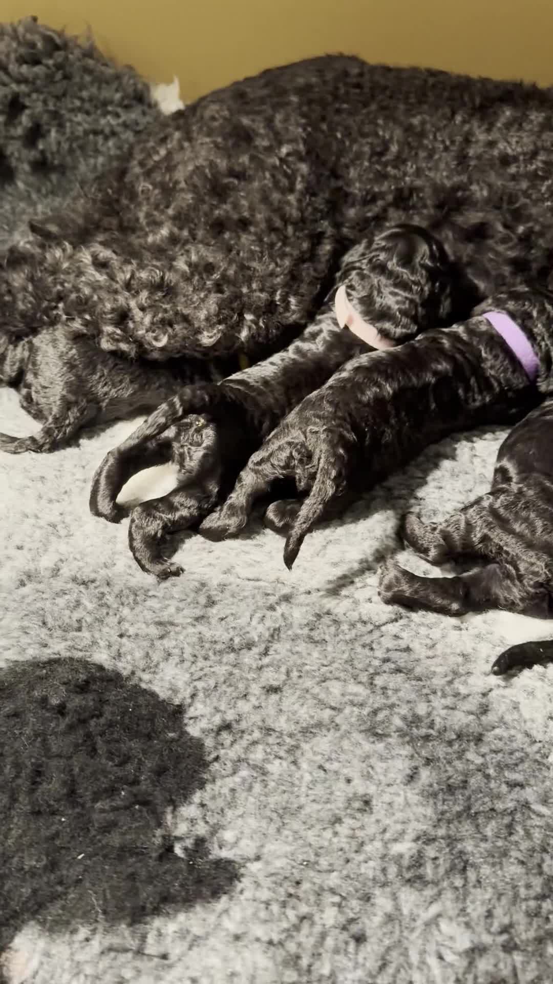 Standard Poodle dogs for sale: Reduced price£1800 Wonderful standard poodle pup’s - Video 1