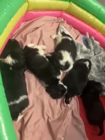 Shih Tzu dogs for sale: Half imperial shihtzu - Video 1