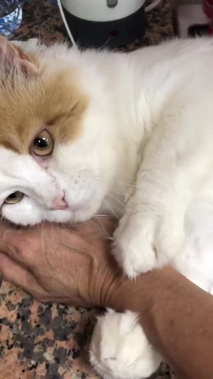 Mixed Breed cats for adoption: BLANCO ! ADORABLE AFFECTIONATE KITTEN NEUTERED - Video 3