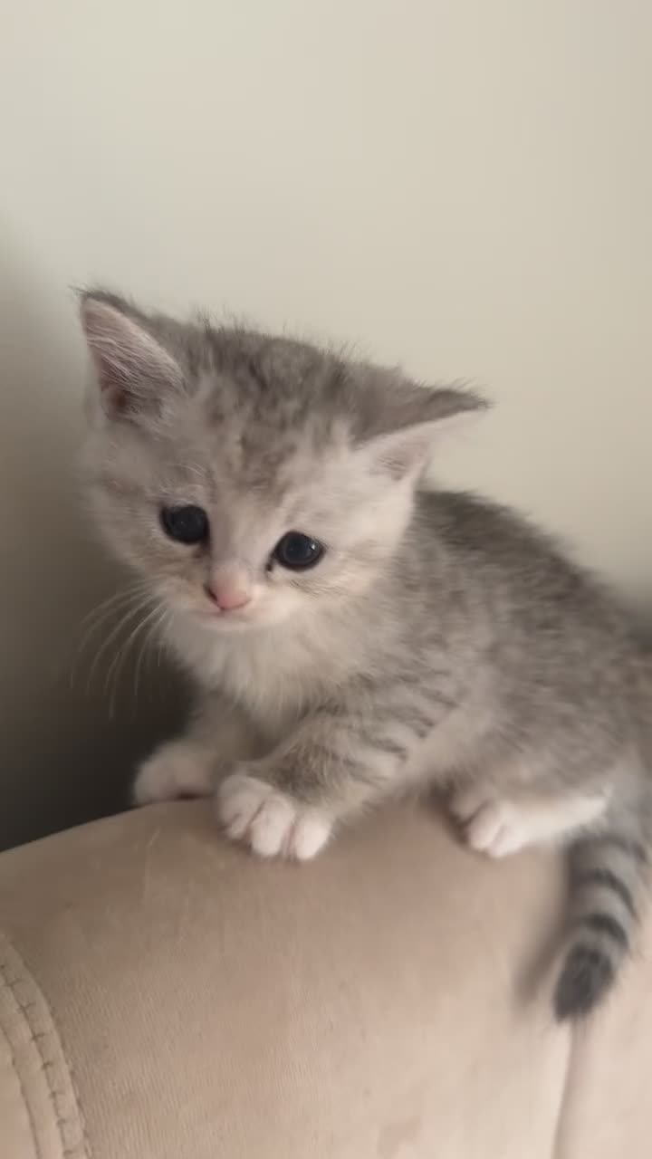 Mixed Breed cats for sale: 🎀💙 PERSIAN DOLL FACE KITTENS FOR SALE 💙🎀 in Burnley - Video 2