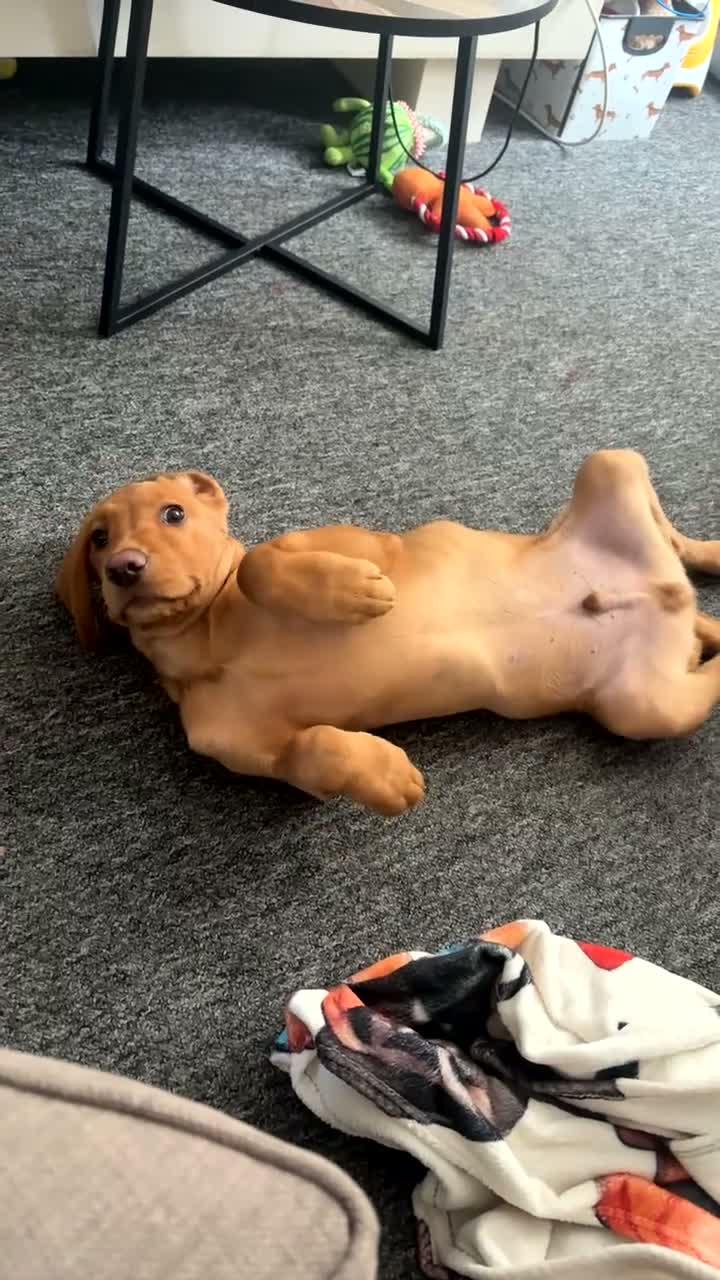 Springador dogs for sale: Male springador - Video 1