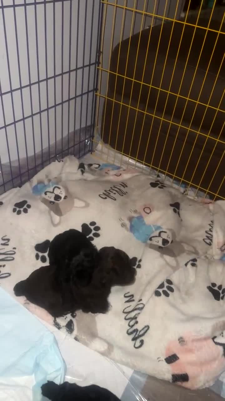 Maltipoo dogs for sale: Toy maltipoos - Video 1