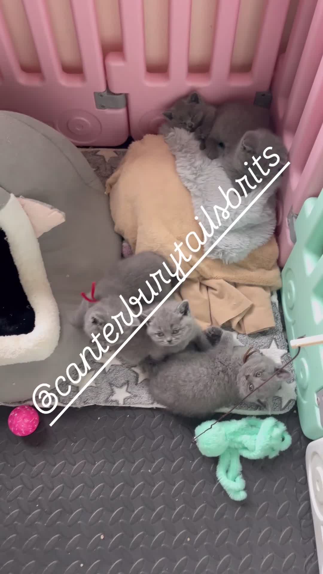 British Shorthair cats for sale: 1 Remaining Superior BSH Kittens GCCF Reg  - Video 2