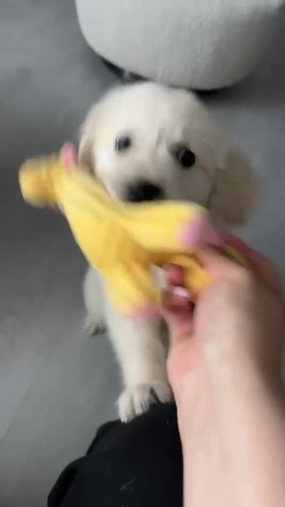 Golden Retriever dogs for sale:     Beautiful Golden Retriever Puppy – Ready Now - Video 1