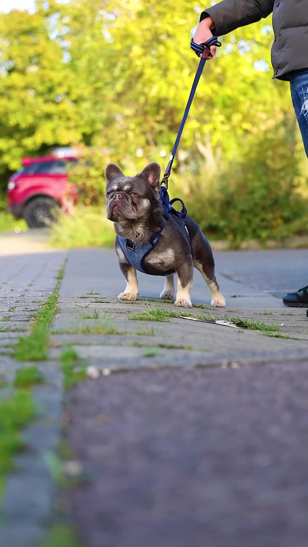 French Bulldog dogs for stud: Lilac&Tan visual fluffy proven stud ✅  - Video 2